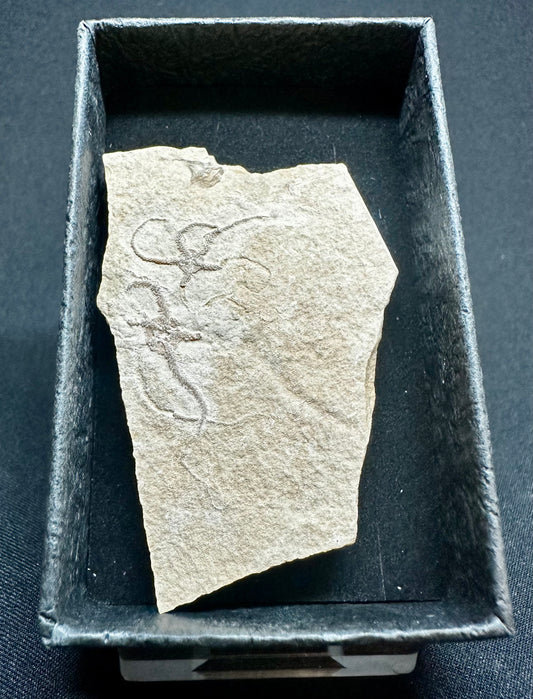 Fossil Brittlestar (Starfish) from the Upper Jurassic of Germany Sinosura kelheimense