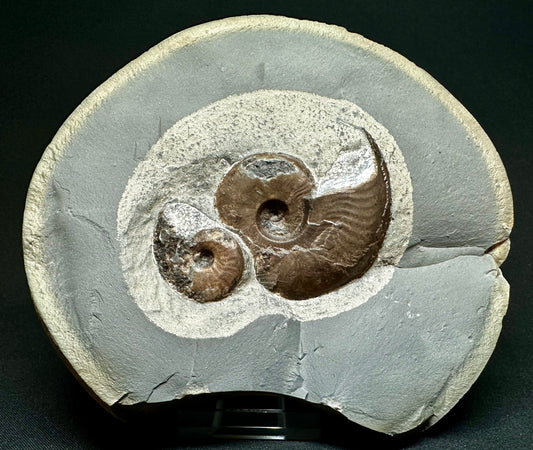 British Lower Jurassic, Upper Lias Ammonite Cluster from Sandsend, Whitby, North Yorkshire, England Eleganticeras elegantulum