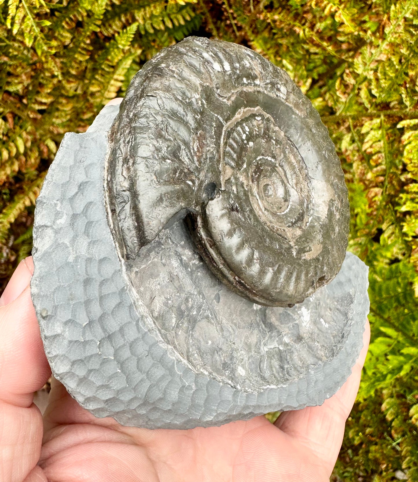 Hildoceras bifrons ammonite fossil - Whitby, North Yorkshire, England.