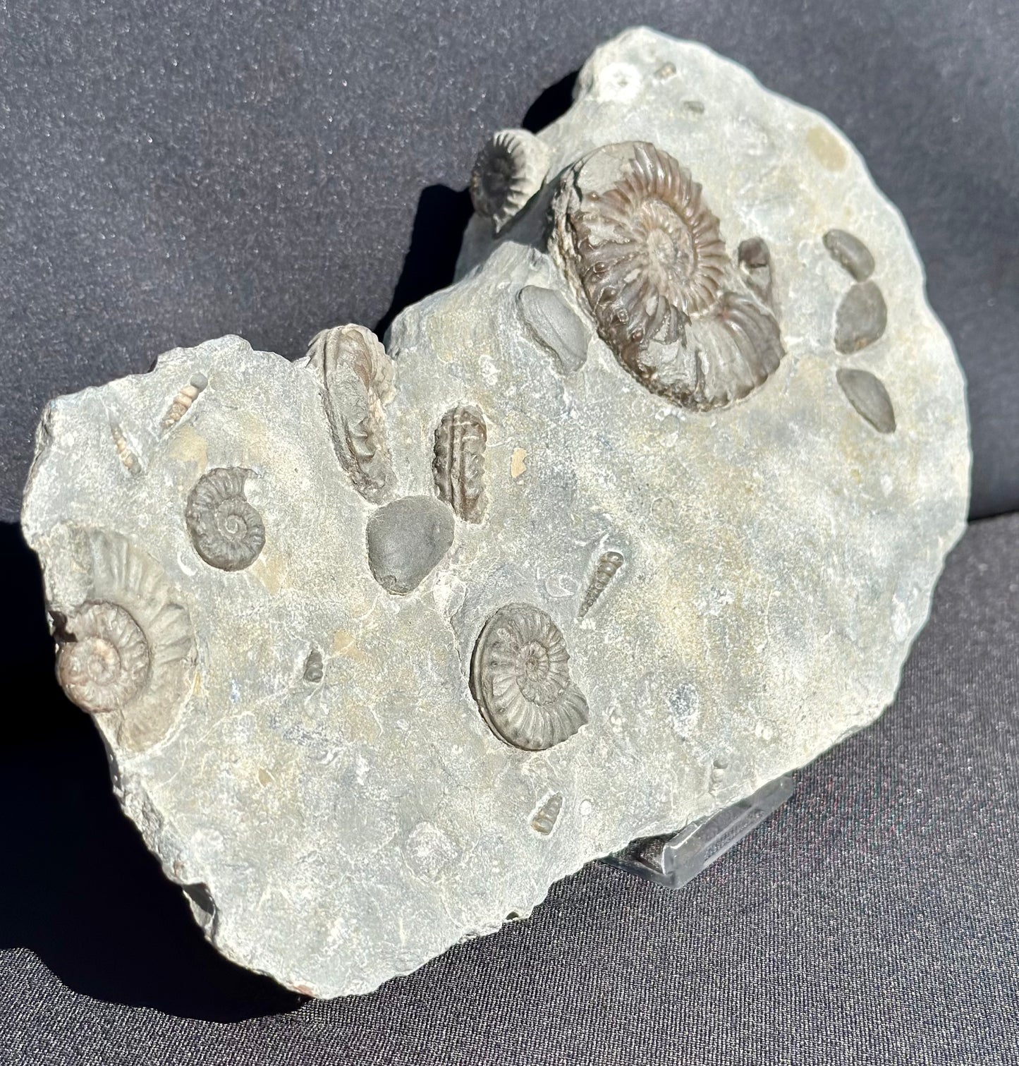 Arnioceras, gastropods and BiValves.