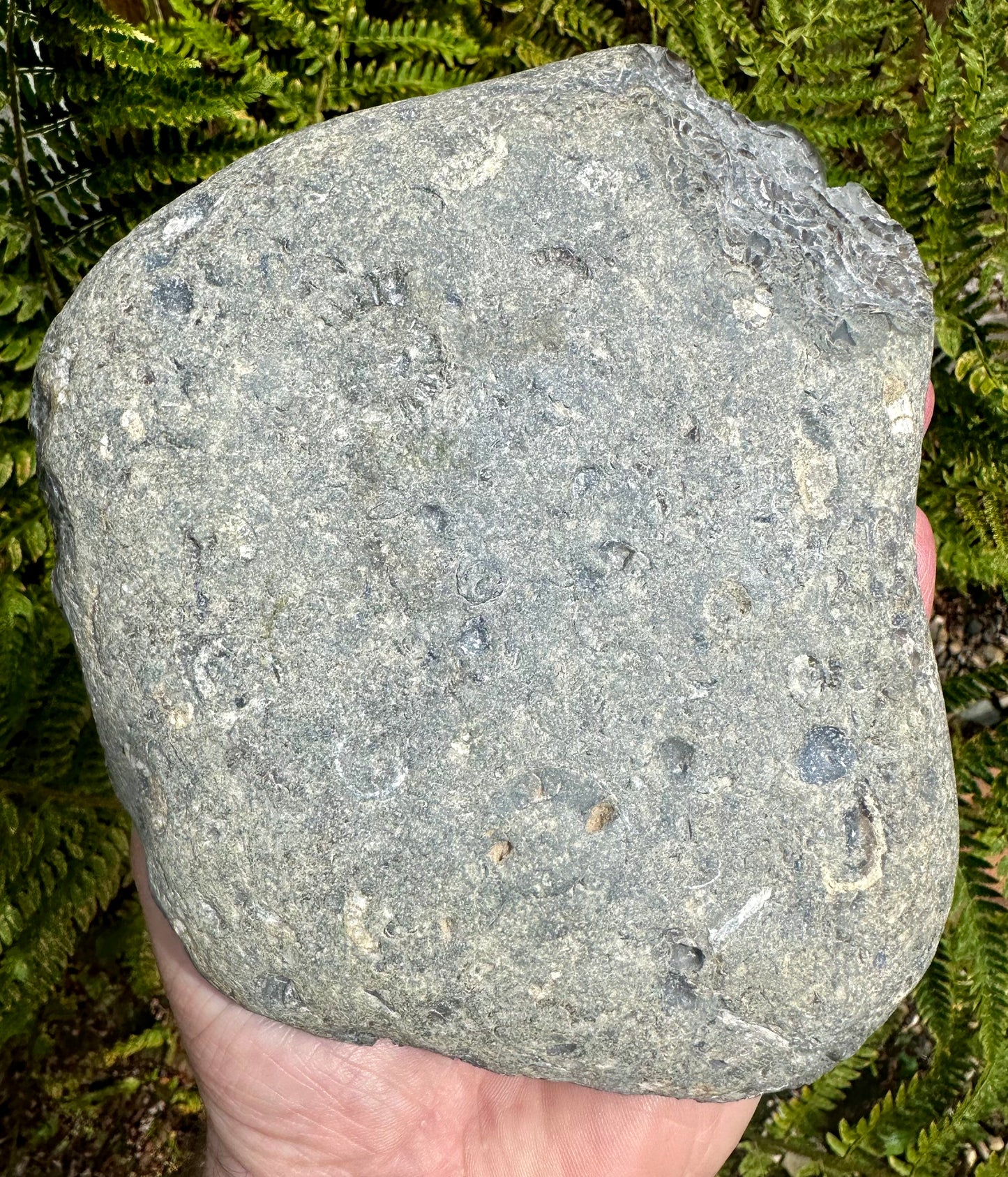 Arnioceras Semicostatum ammonite multi block fossil, Holderness coast, East Yorkshire, England