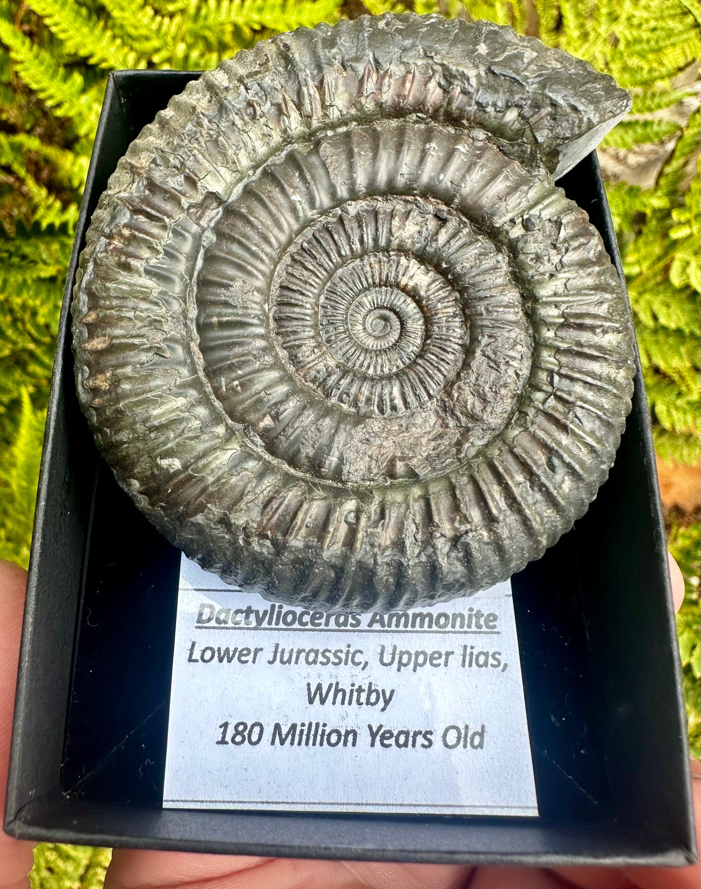 Dactylioceras Ammonite Fossil, Whitby, North Yorkshire Coast, England.