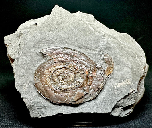 Iridescent Lower Lias, Lower Jurassic Ammonite from North Somerset Psiloceras planorbis