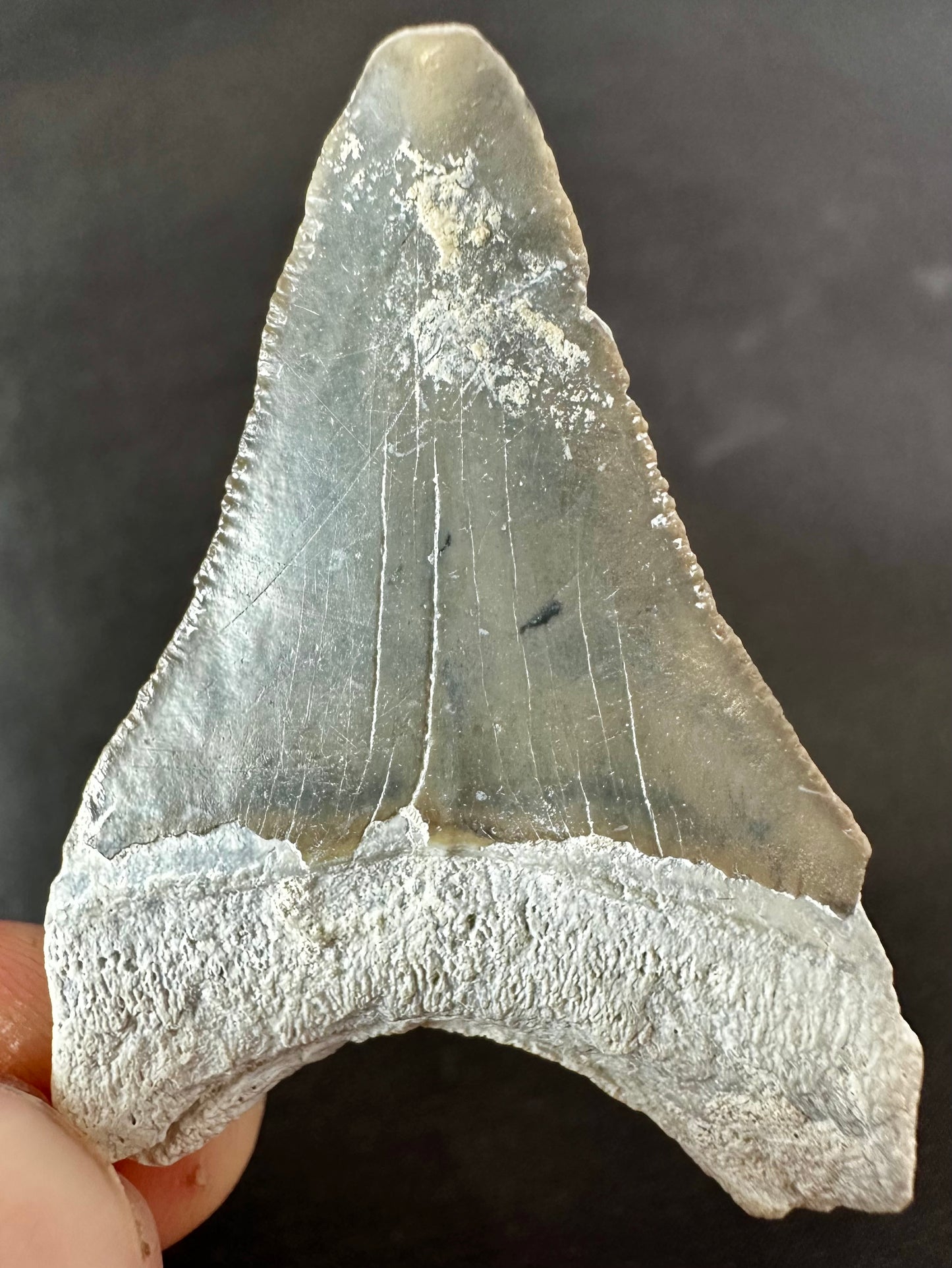 Bone Valley Megalodon Tooth