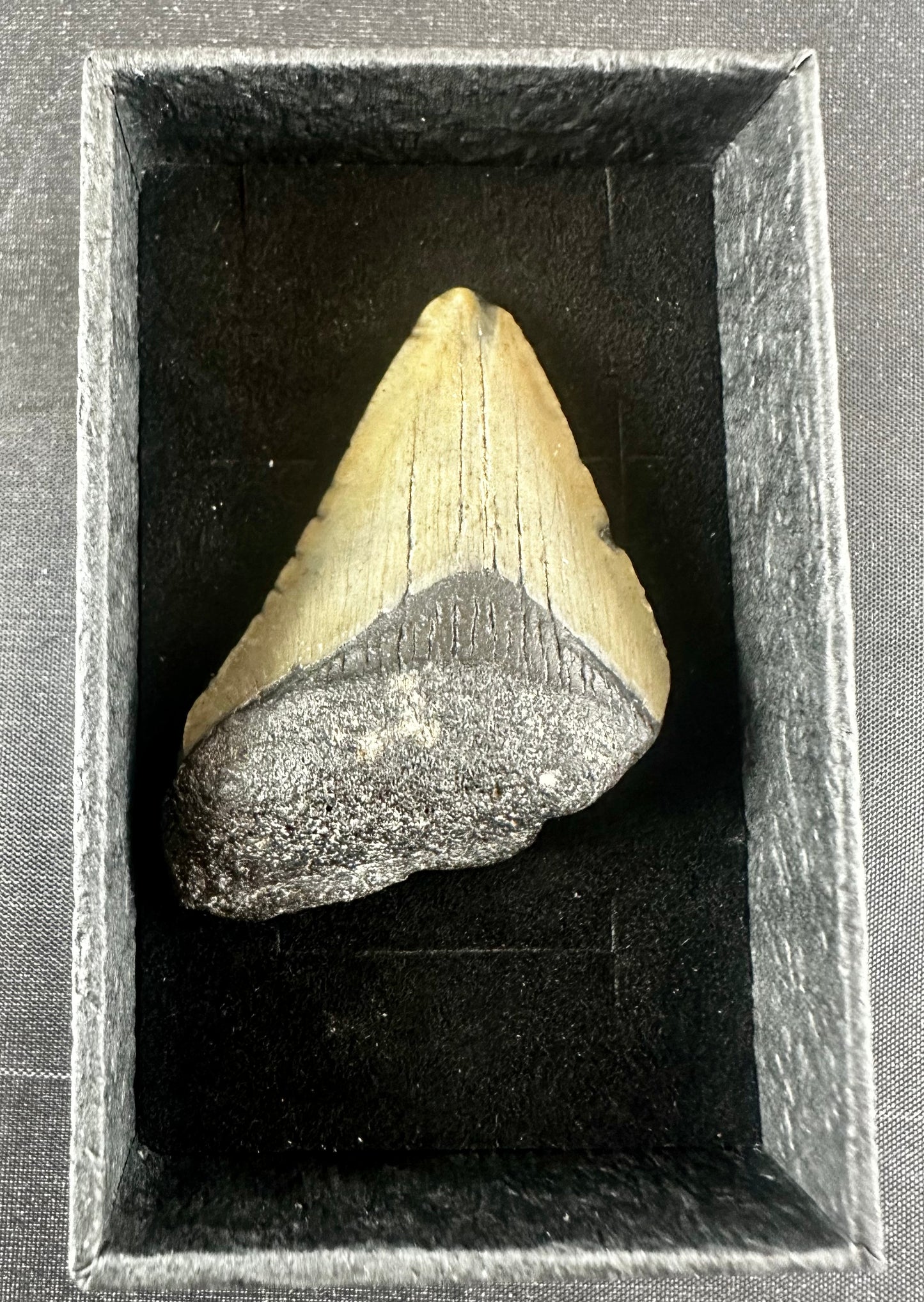 Megalodon Shark Tooth - Miocene - South Carolina - USA