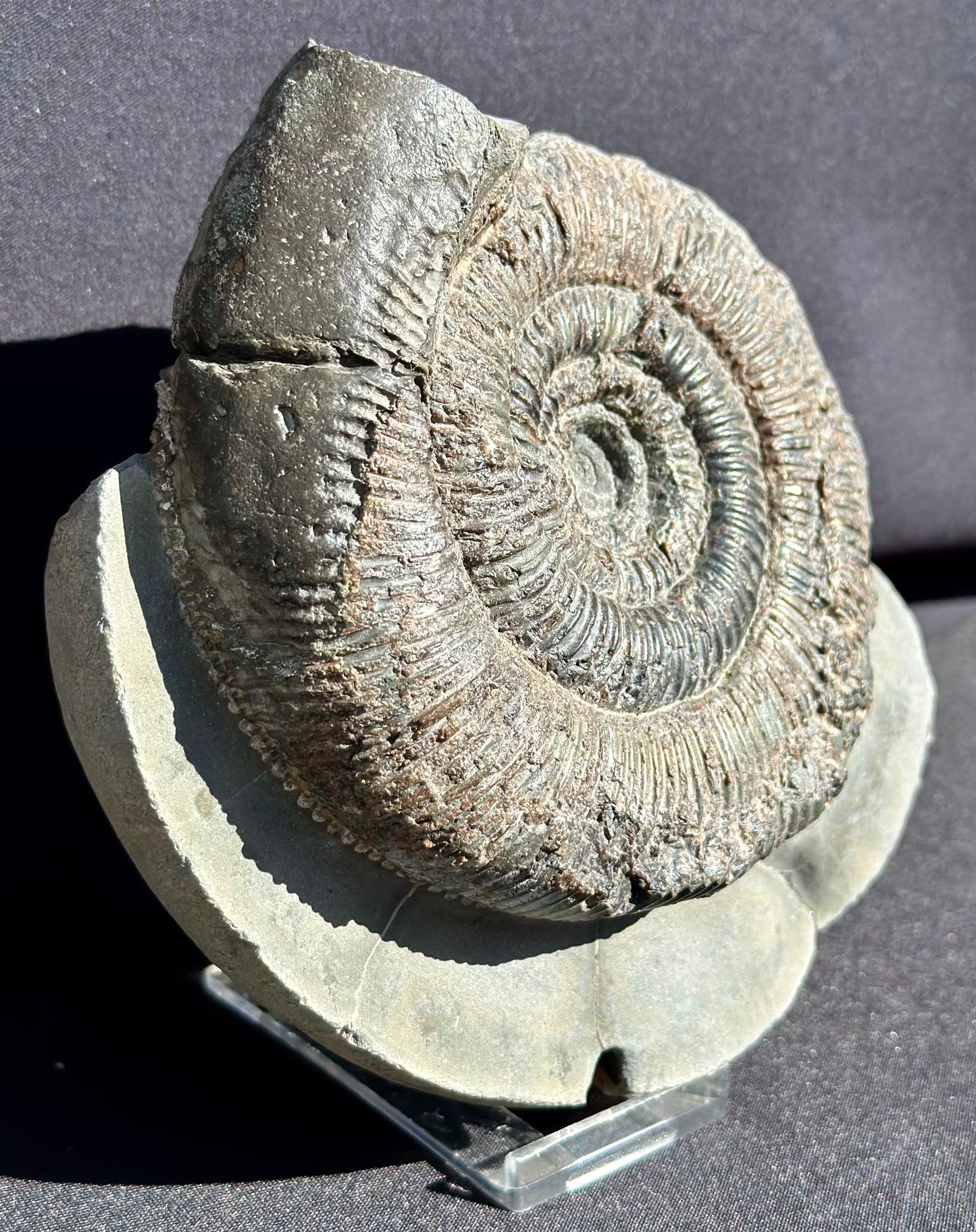 Dactylioceras Semicelatum