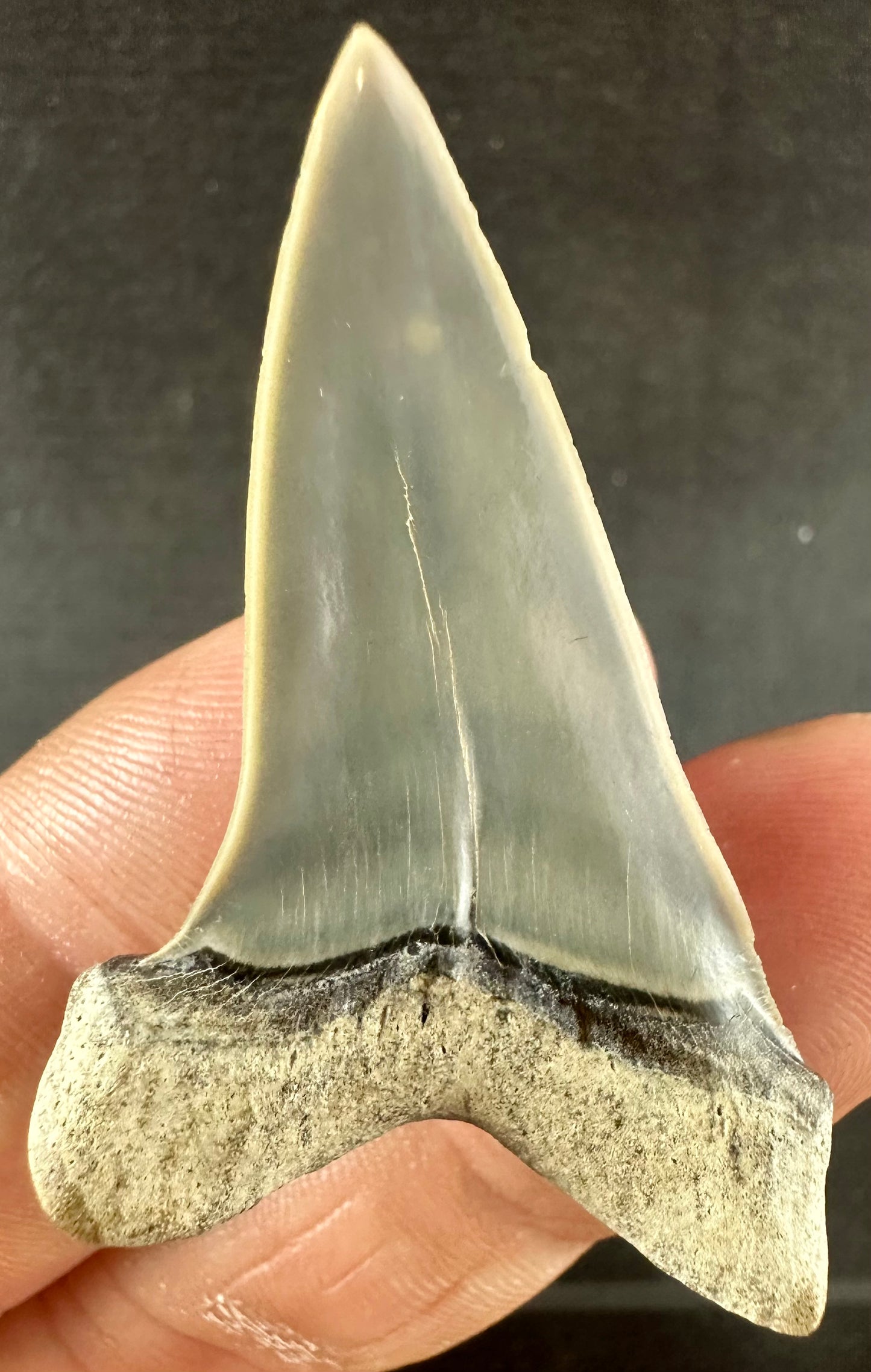 South Carolina Carcharodon Hastalis tooth