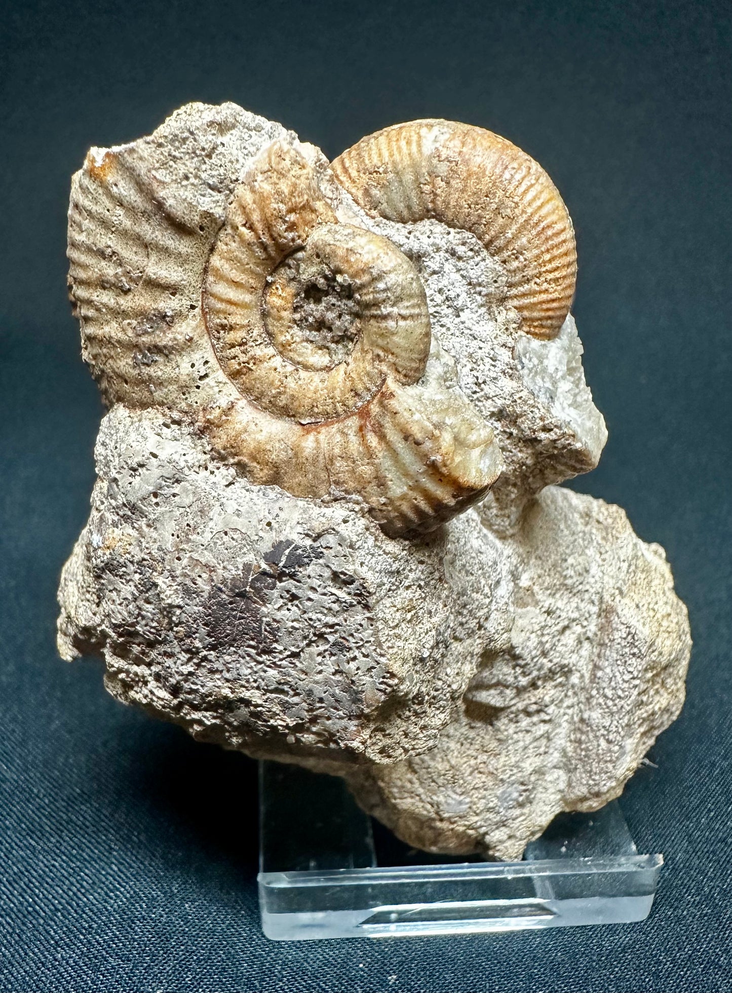 Rare Callovian, Middle Jurassic Ammonite from East Yorkshire, England propranulites so