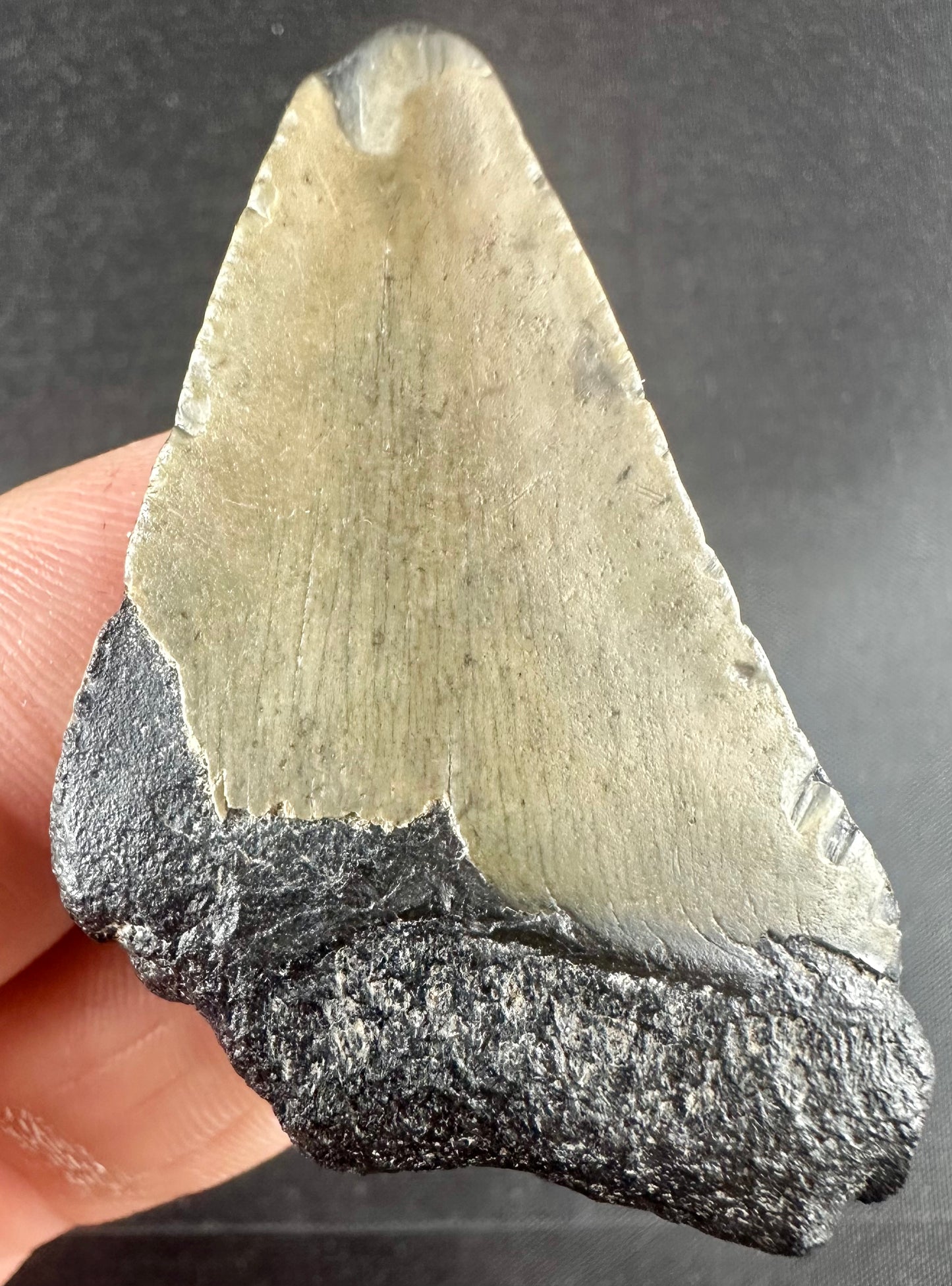 Megalodon Shark Tooth - Miocene - South Carolina - USA