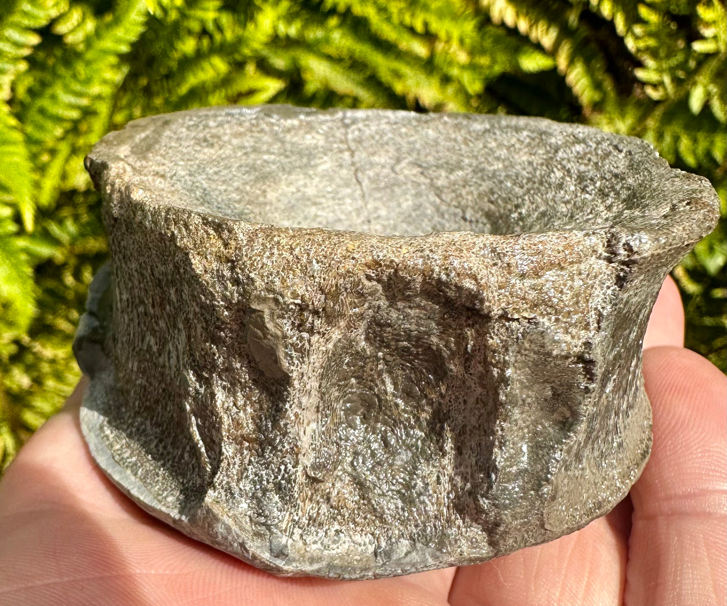 Ichthyosaur vertebra in nodule    - Whitby, North Yorkshire Coast