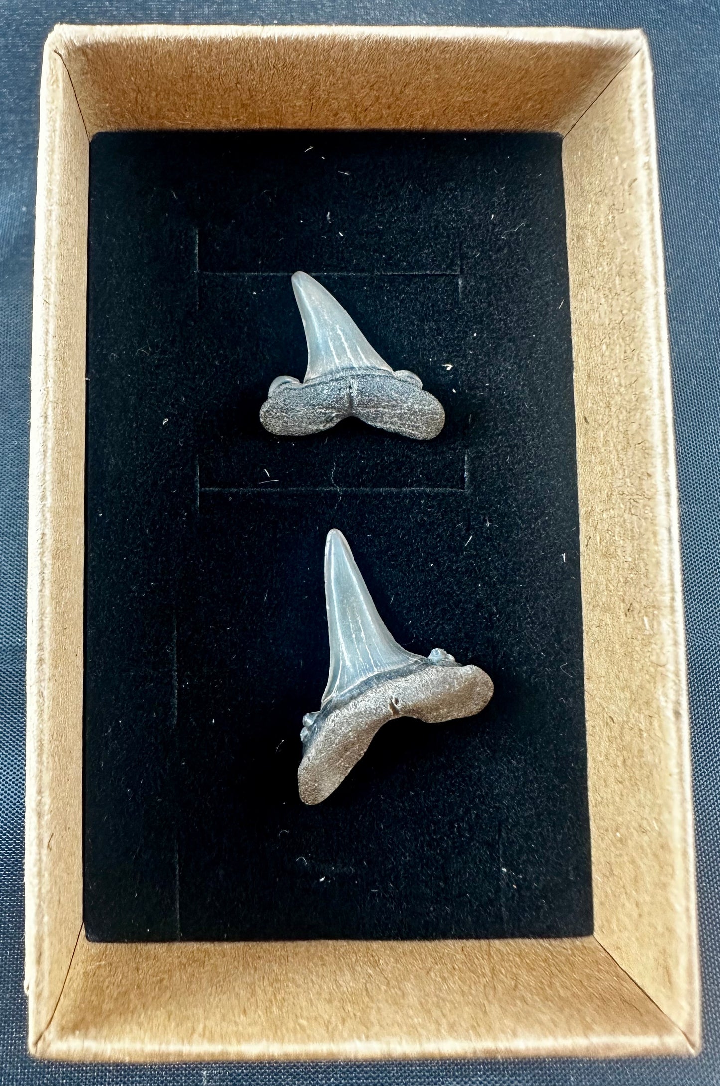 Two sharks teeth from the Eocene Ypresian London Clay on the Isle of Sheppey UK, circa 48 - 52 MYO.