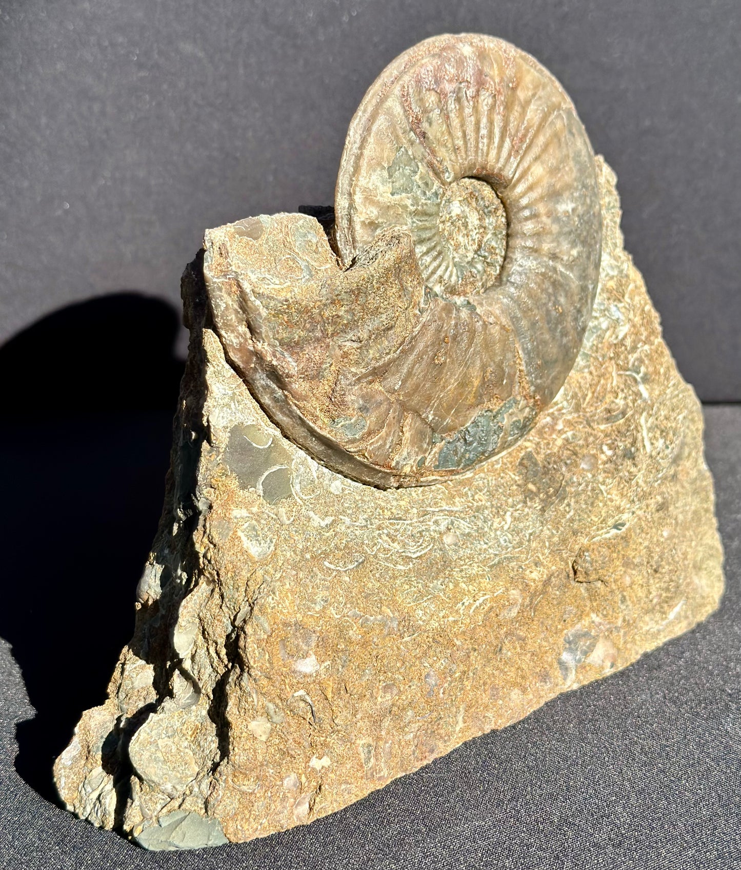 Eparietites Ammonite Scunthorpe