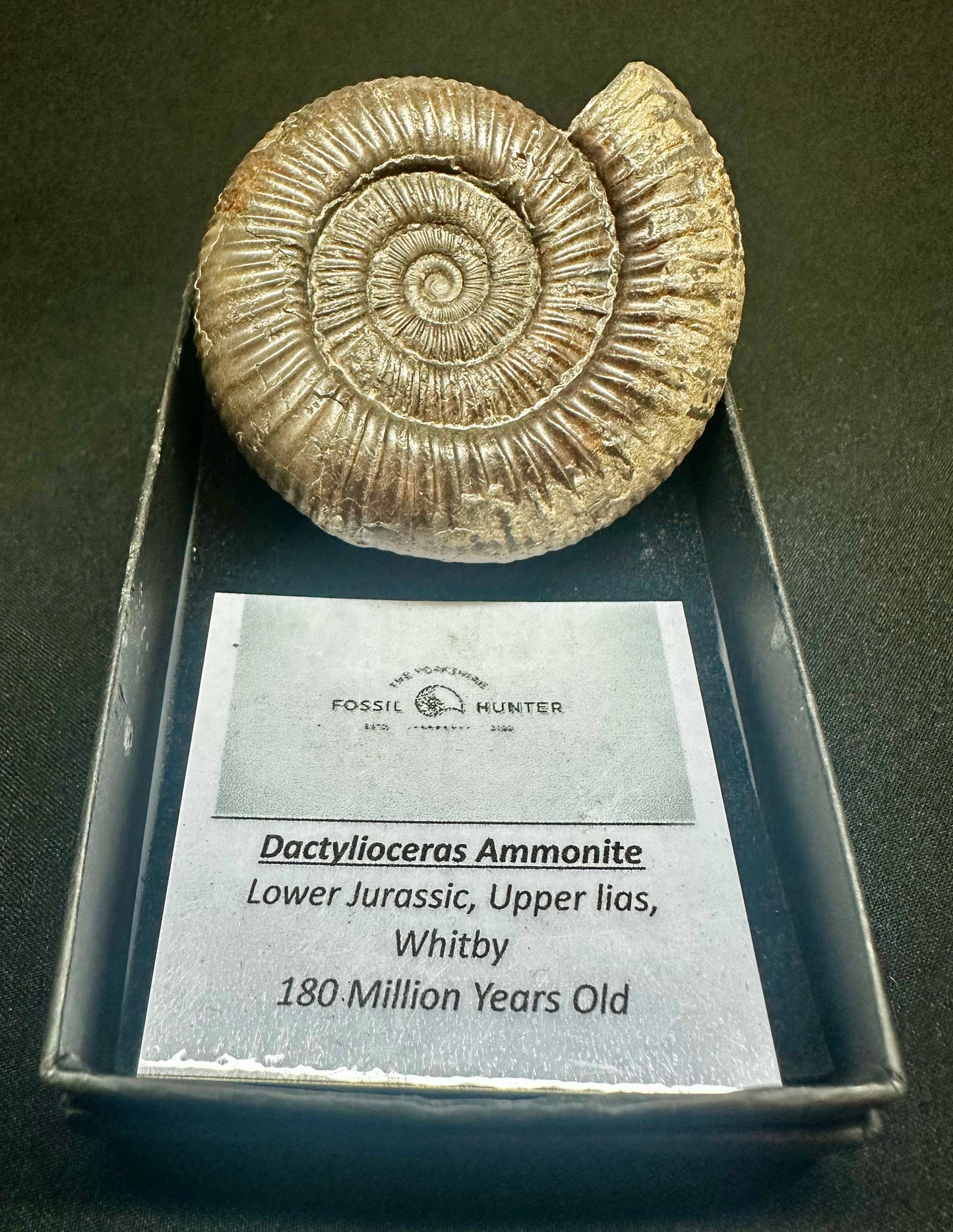 Dactylioceras Ammonite Fossil