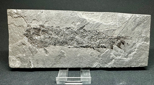 Old Red Sandstone Early Devonian “Lobed Fin” Fossil Fish from Orkney, Scotland Osteolepis macrolepidotus