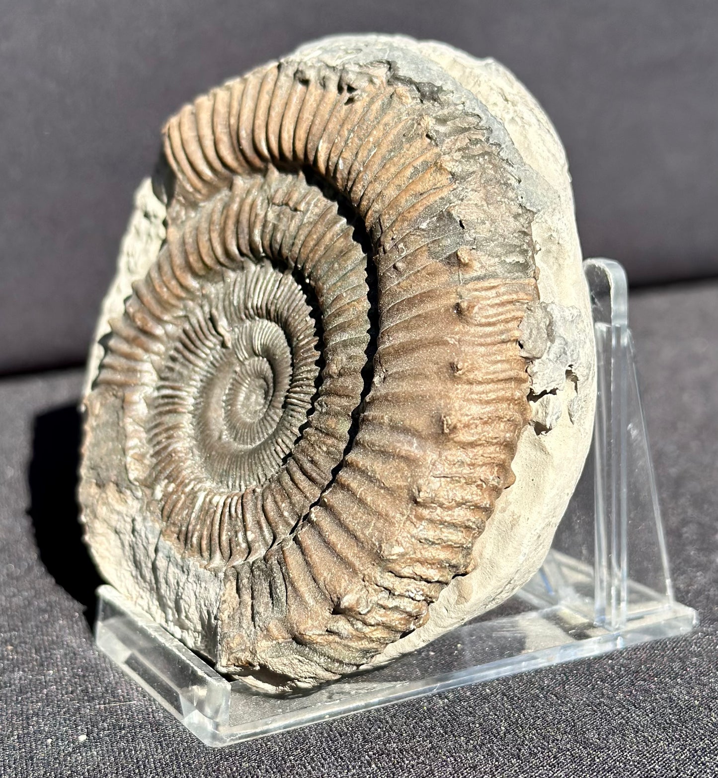 Peronoceras Ammonite