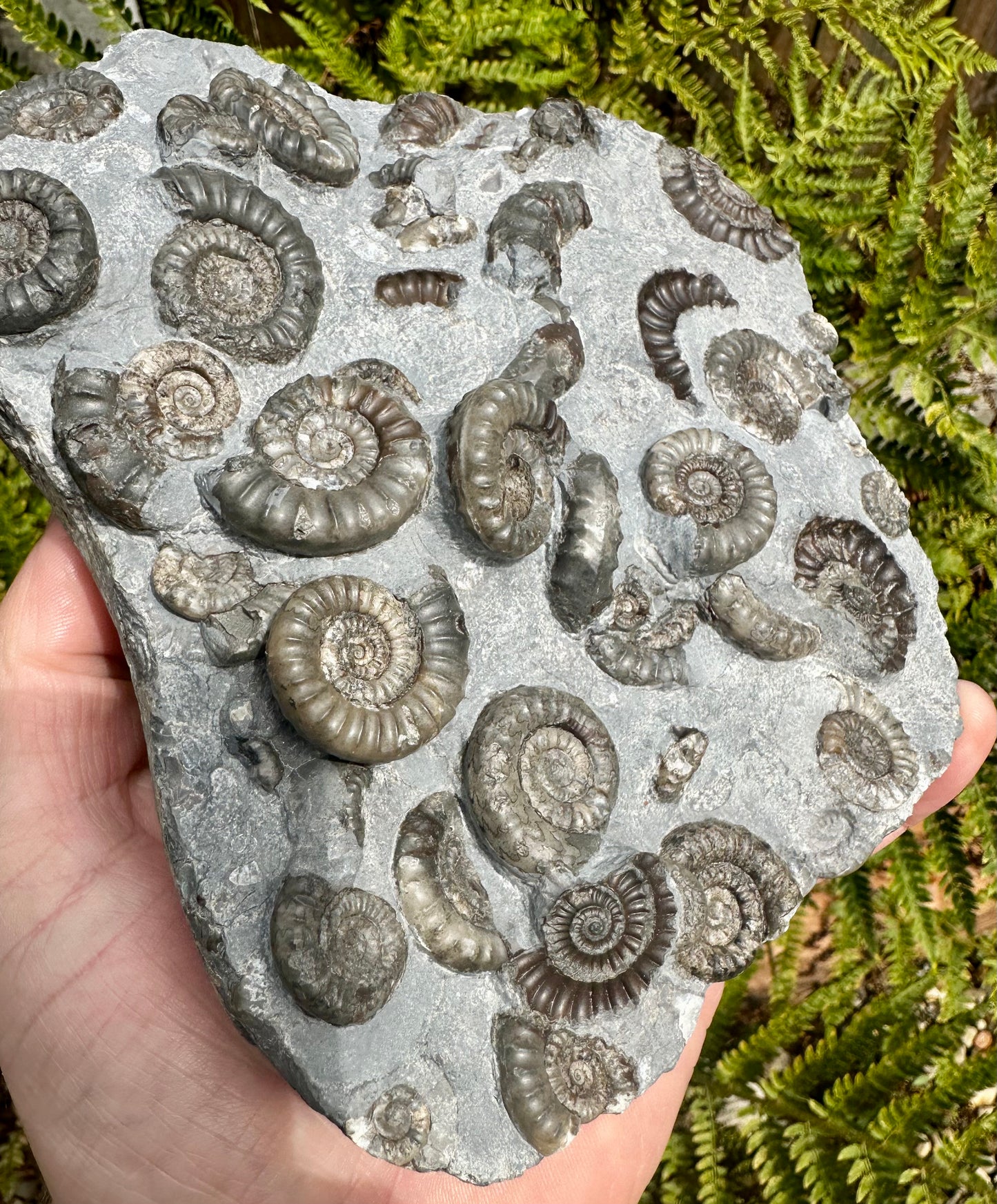 Arnioceras Semicostatum ammonite multi block fossil, Holderness coast, East Yorkshire, England