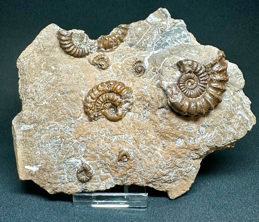 Oistoceras Figulinum ammonite fossil - Whitby, North Yorkshire Jurassic Coast