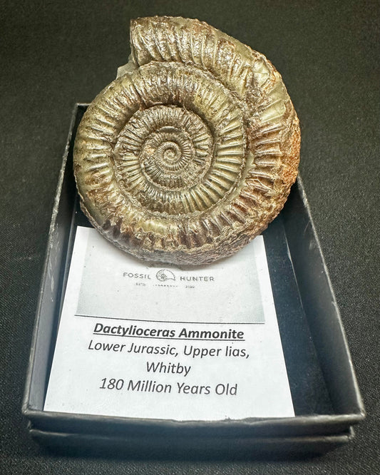 Dactylioceras Ammonite Fossil