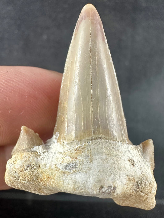 Otodus Obliquus Shark Tooth