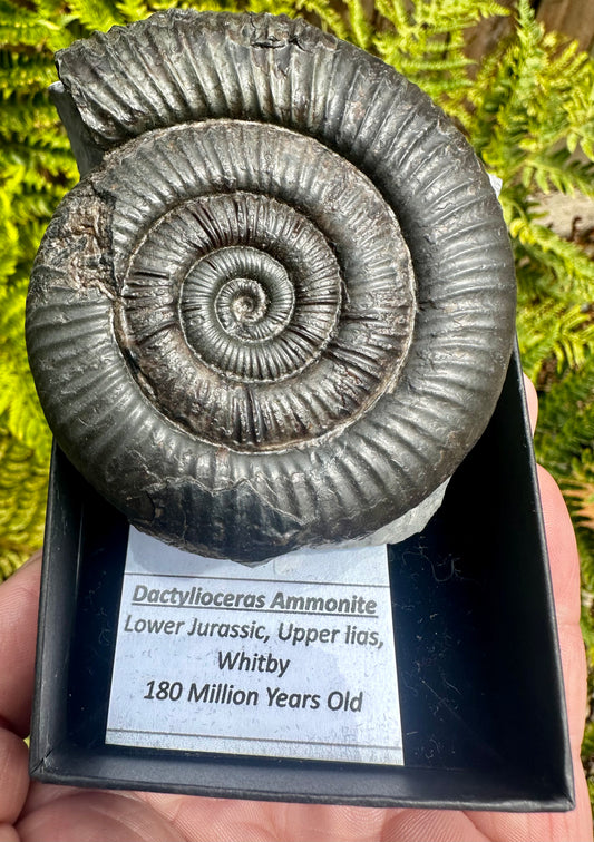 Dactylioceras Ammonite Fossil, Whitby, North Yorkshire Coast, England.