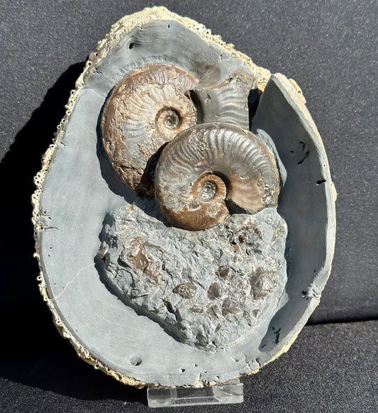 Eleganticeras ammonite and sea floor debris.