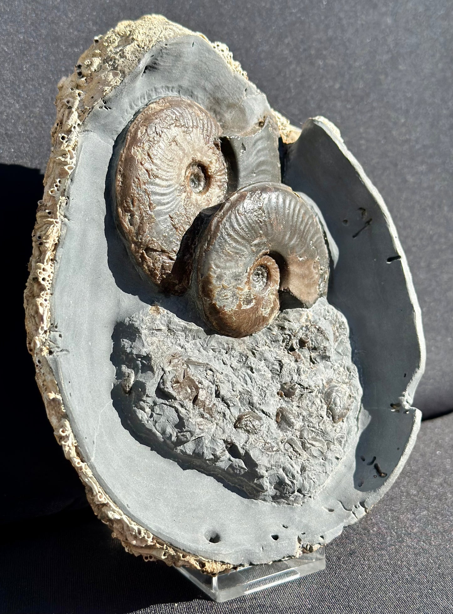 Eleganticeras ammonite and sea floor debris.