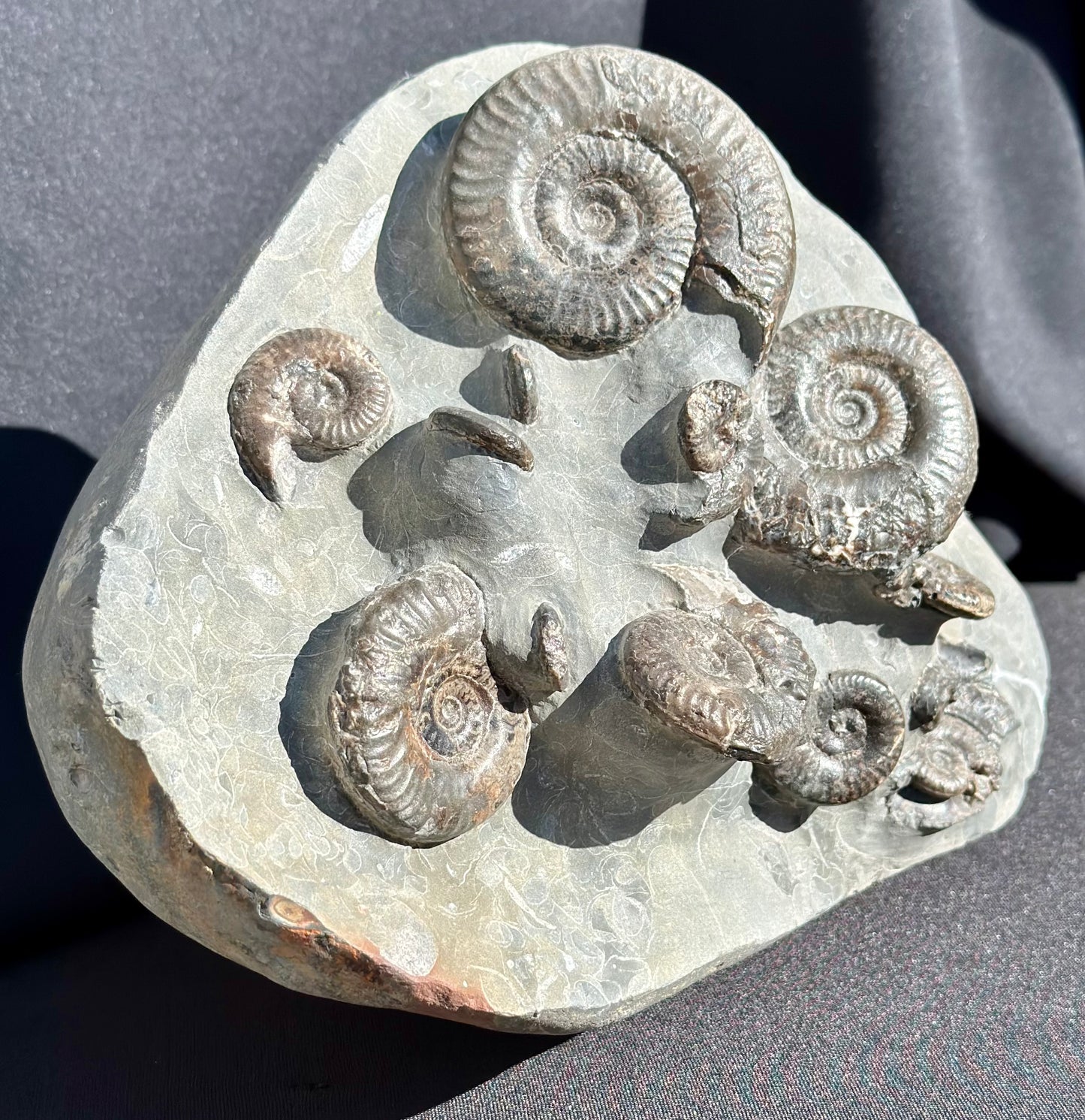 Grammoceras multi