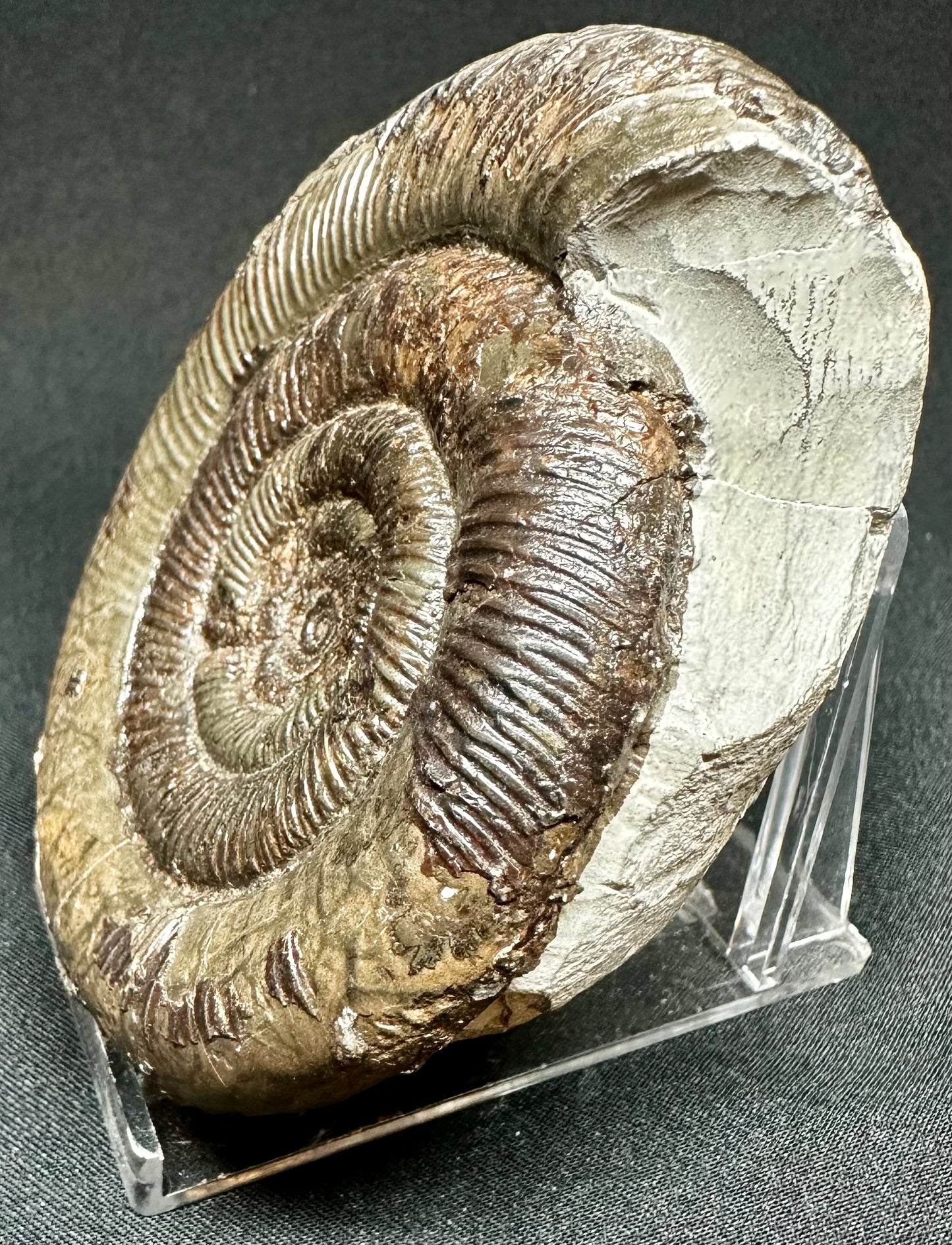 Dactylioceras Tenuicostatum ammonite fossil - Whitby, North Yorkshire, England