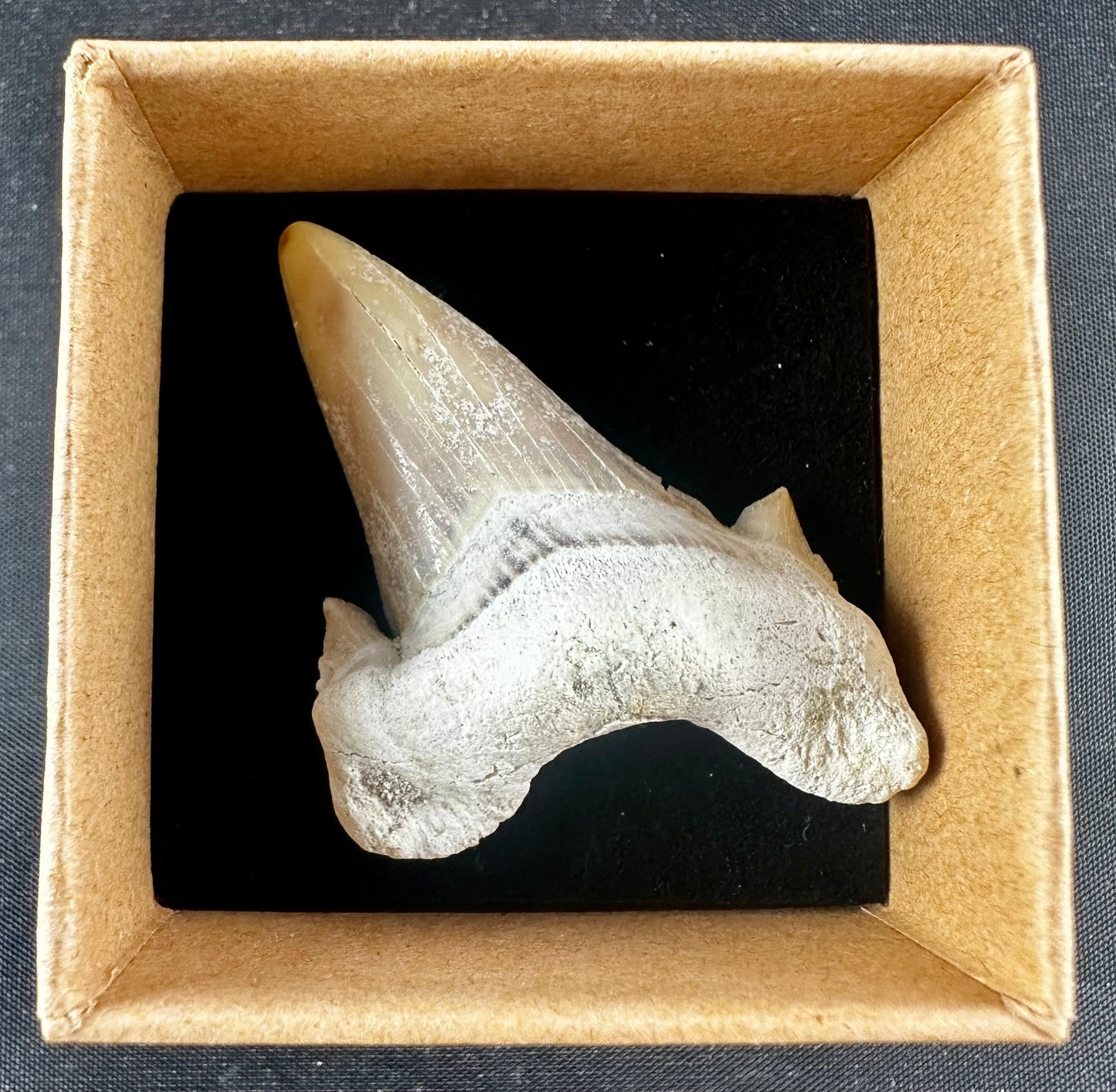 Otodus Obliquus Shark Tooth