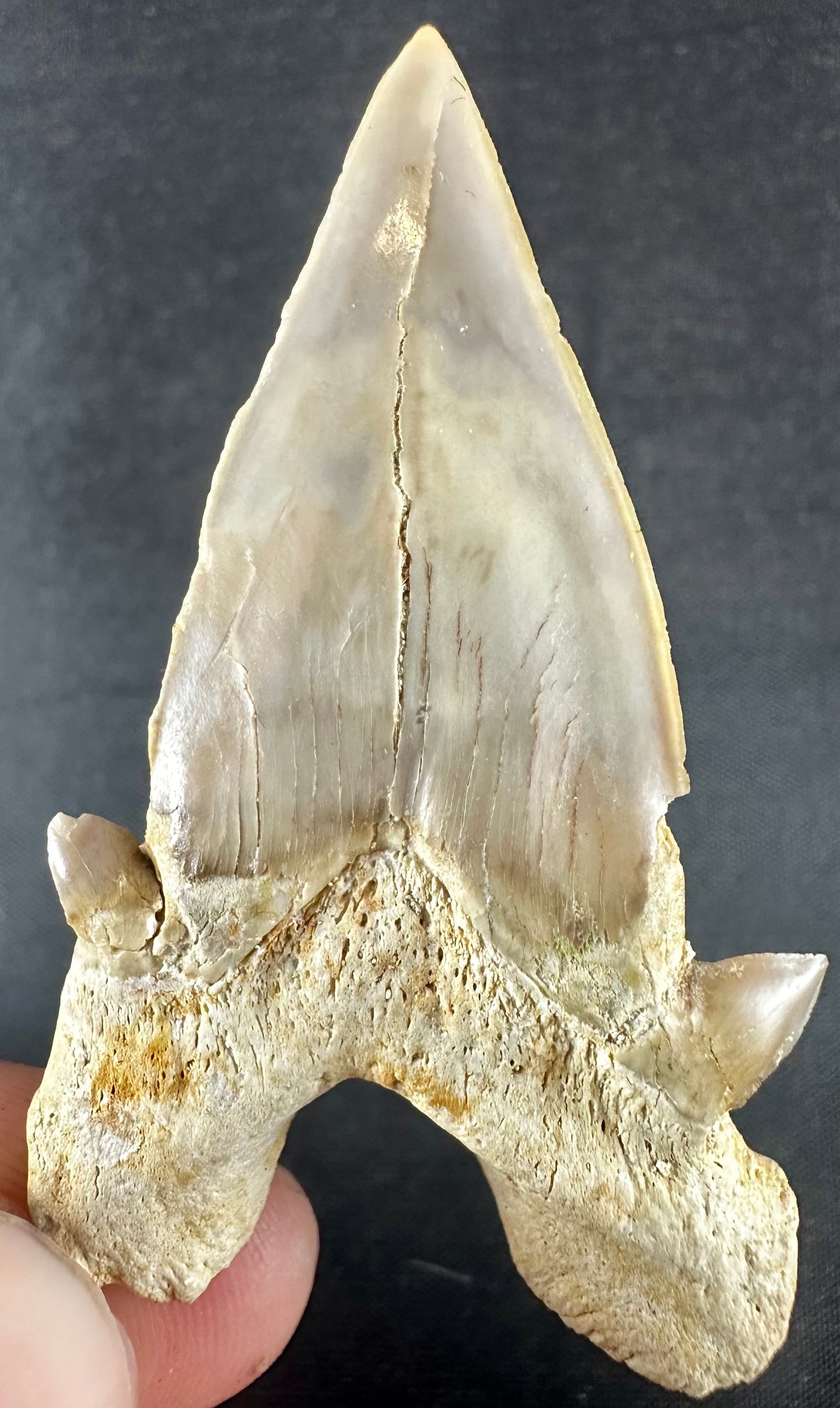 Otodus Obliquus Shark Tooth