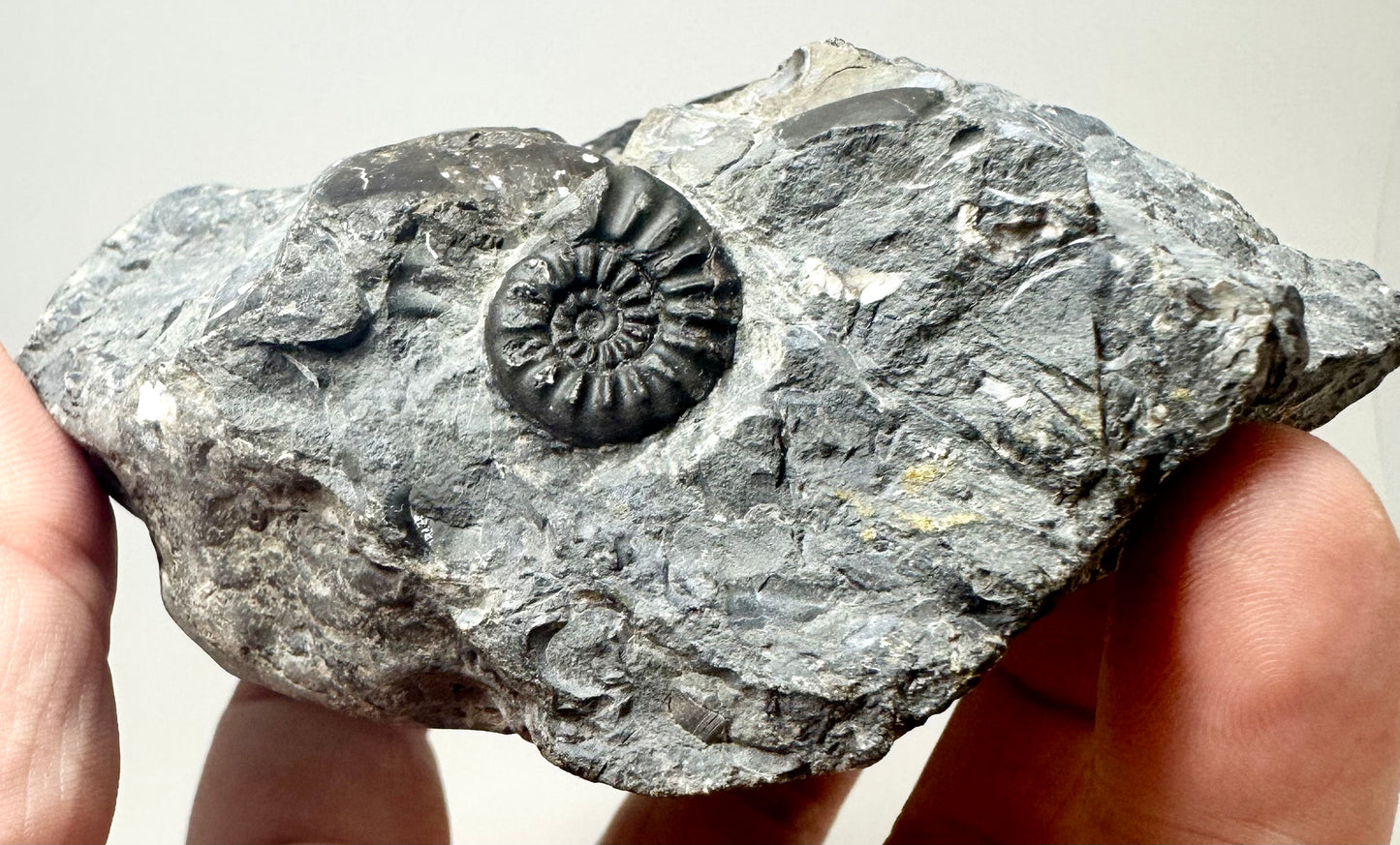Amaltheus Subnodosus Ammonite Fossil, Jurassic coast, North Yorkshire.