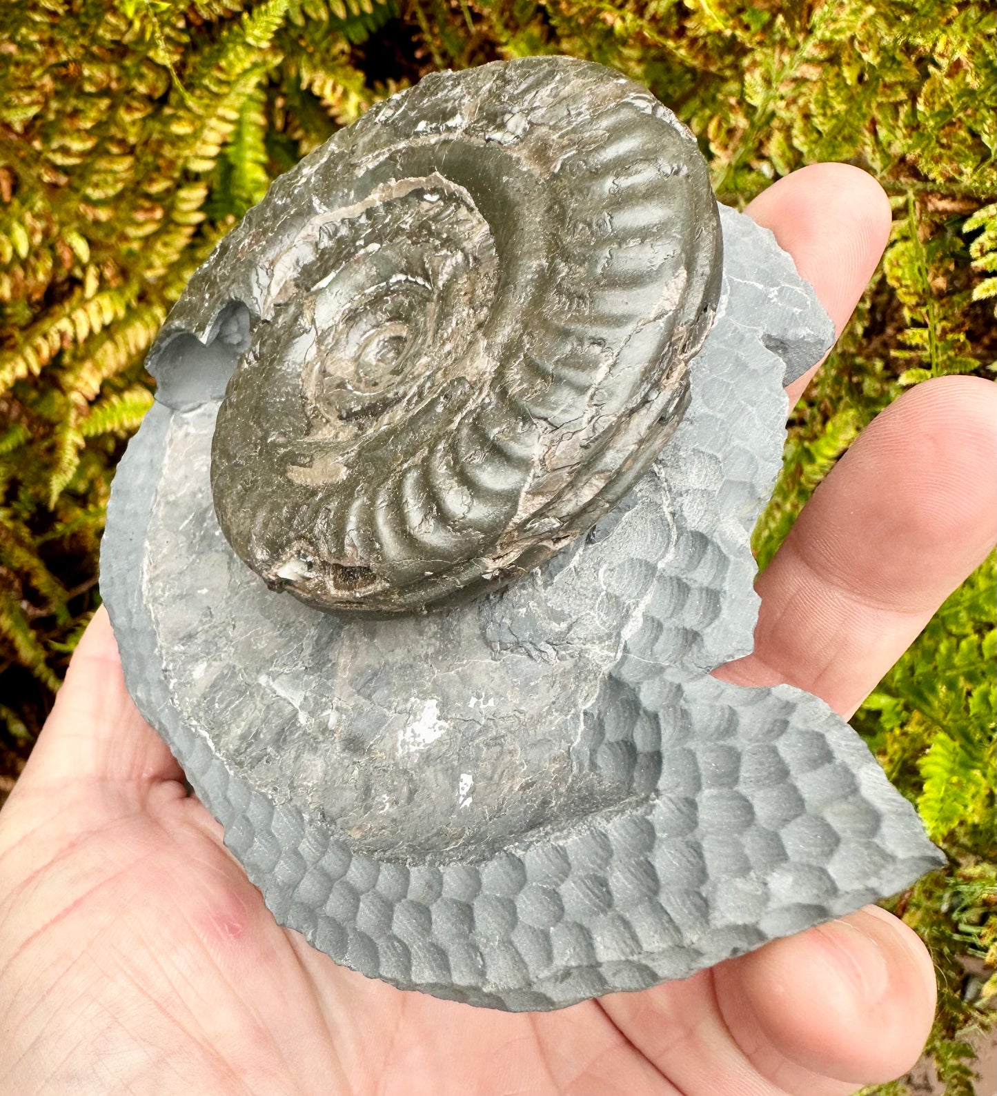 Hildoceras bifrons ammonite fossil - Whitby, North Yorkshire, England.