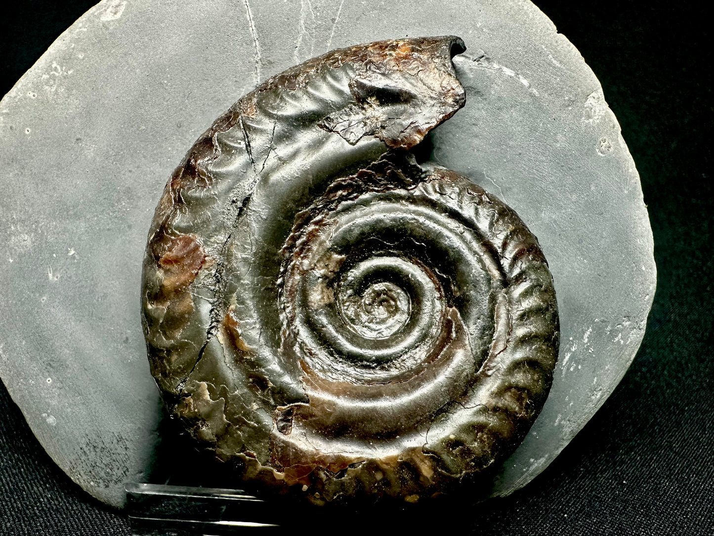 Hildoceras Bifrons ammonite fossil - Whitby, North Yorkshire Jurassic Coast