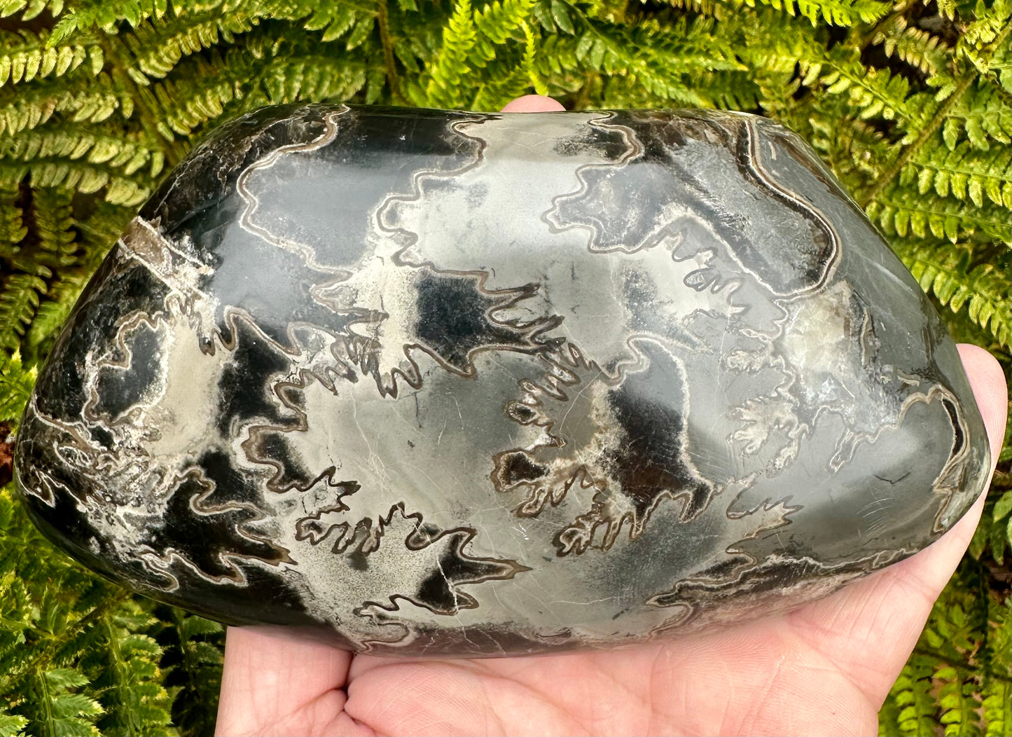 Polished Ammonite fragment Mappleton, East Yorkshire, England