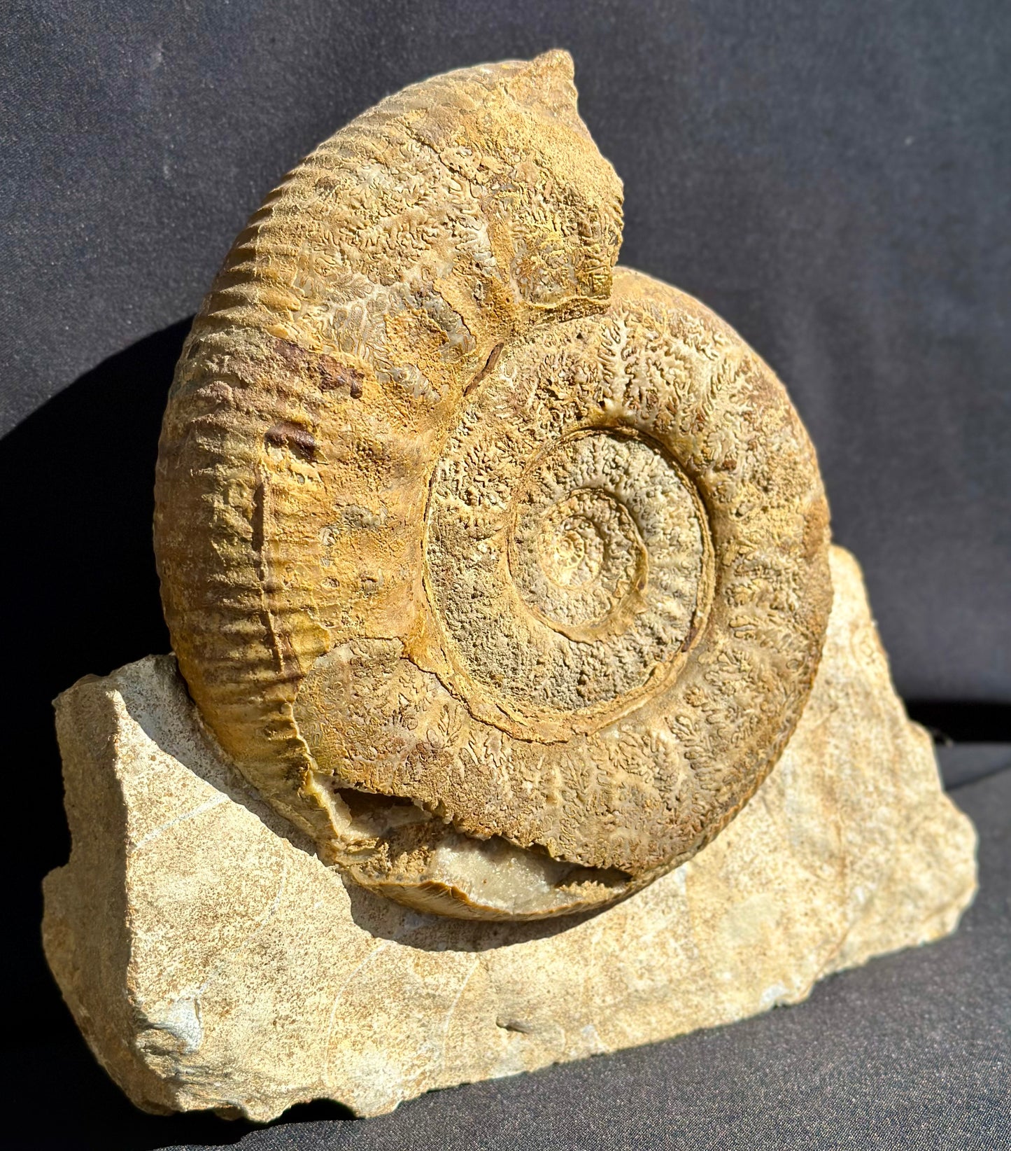 Stephanoceras Ammonite