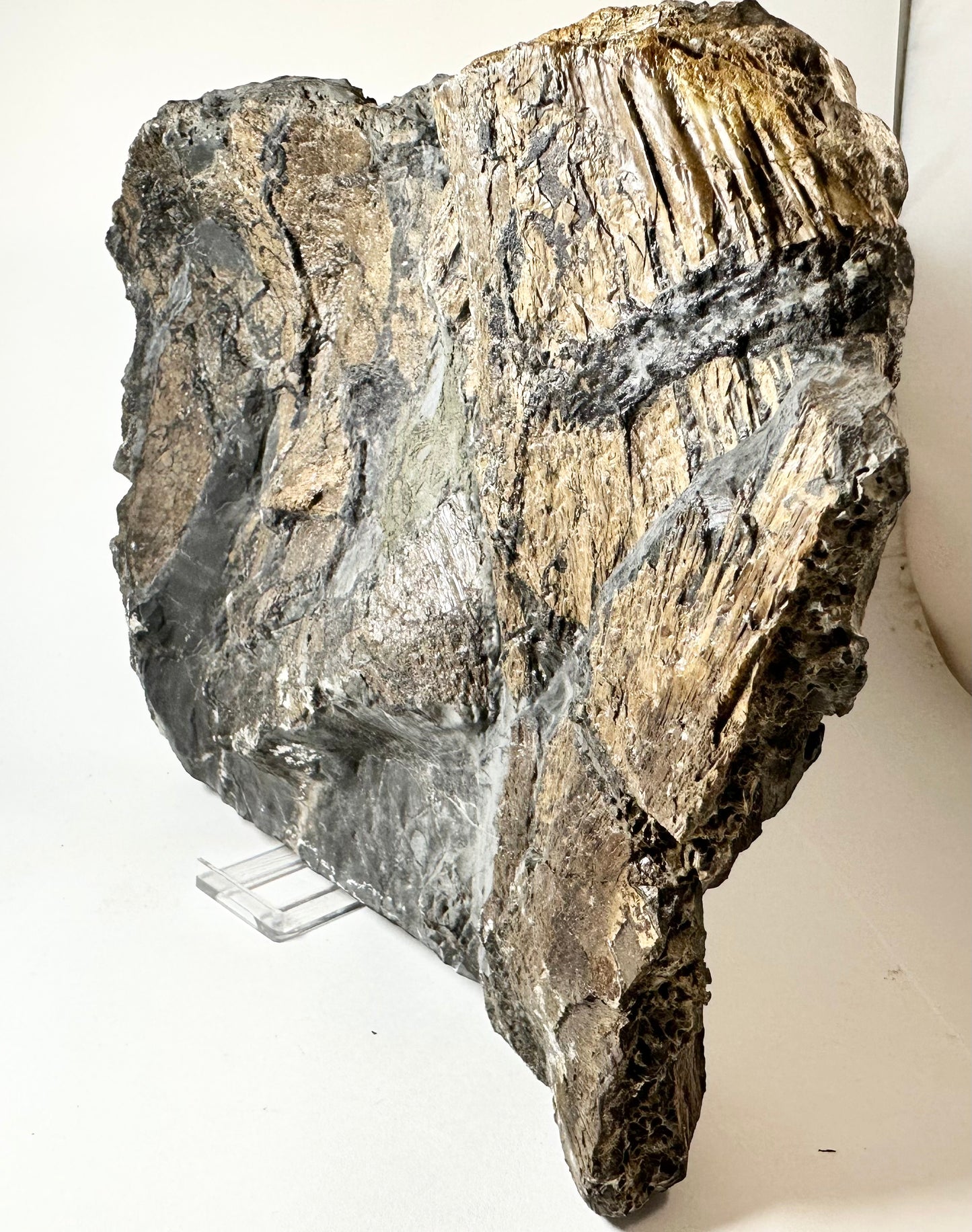Gyrosteus Fish Bone Fossil, Jurassic Coast, North Yorkshire, Whitby.
