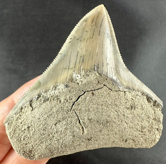 Megalodon Shark Tooth - Miocene - South Carolina - USA