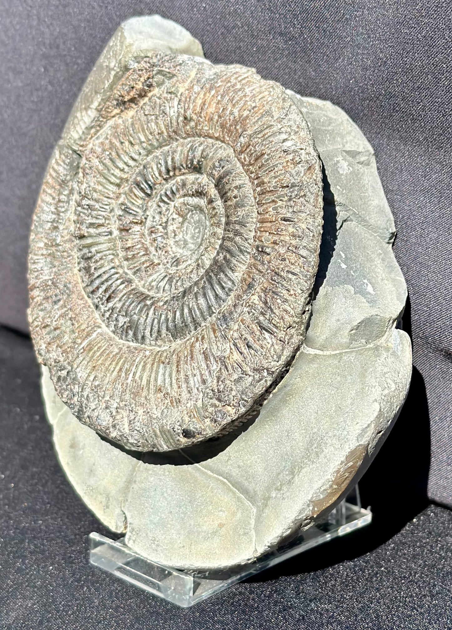 Dactylioceras Semicelatum