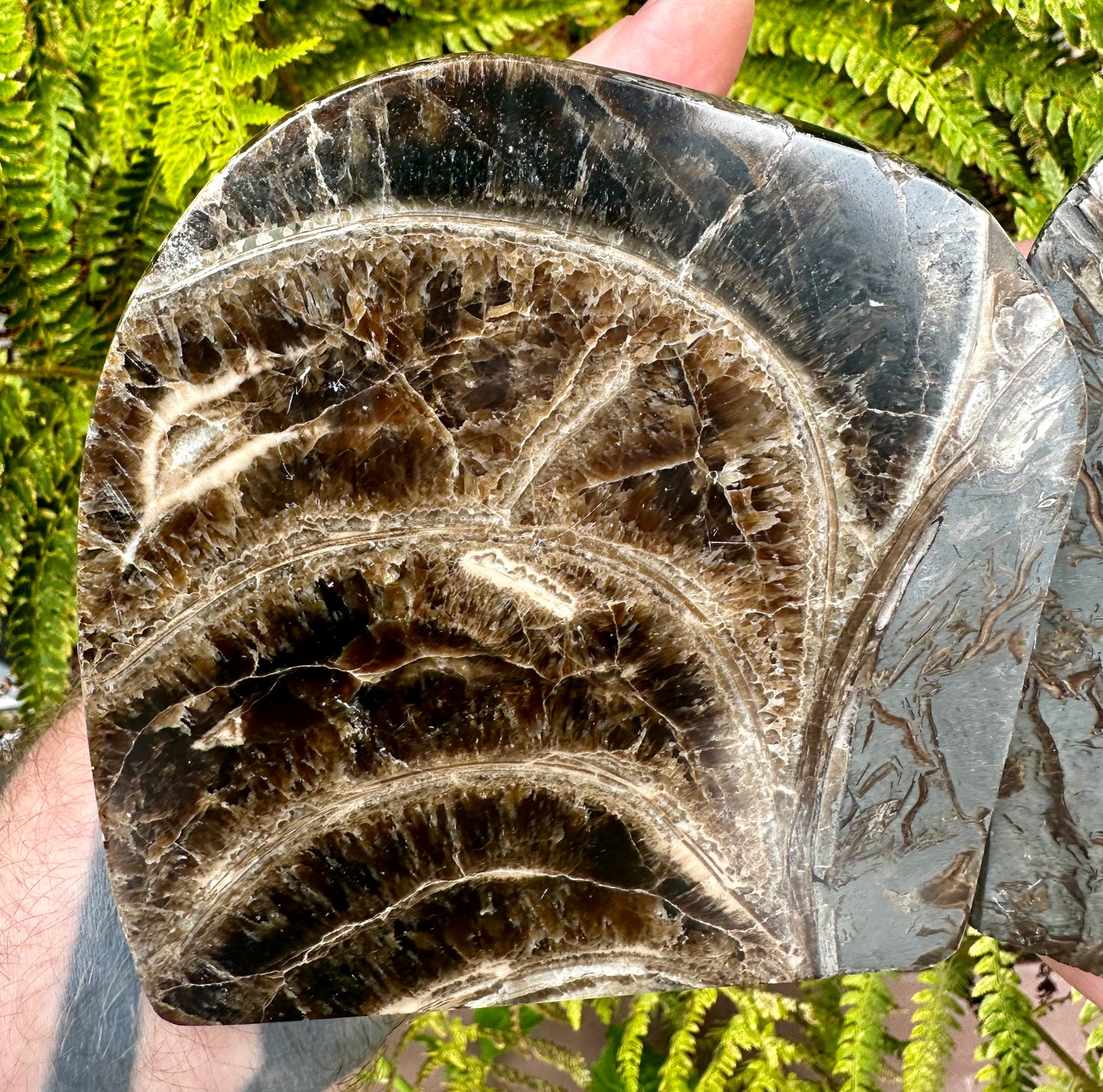 Polished Ammonite Pair, Mappleton, East Yorkshire, England