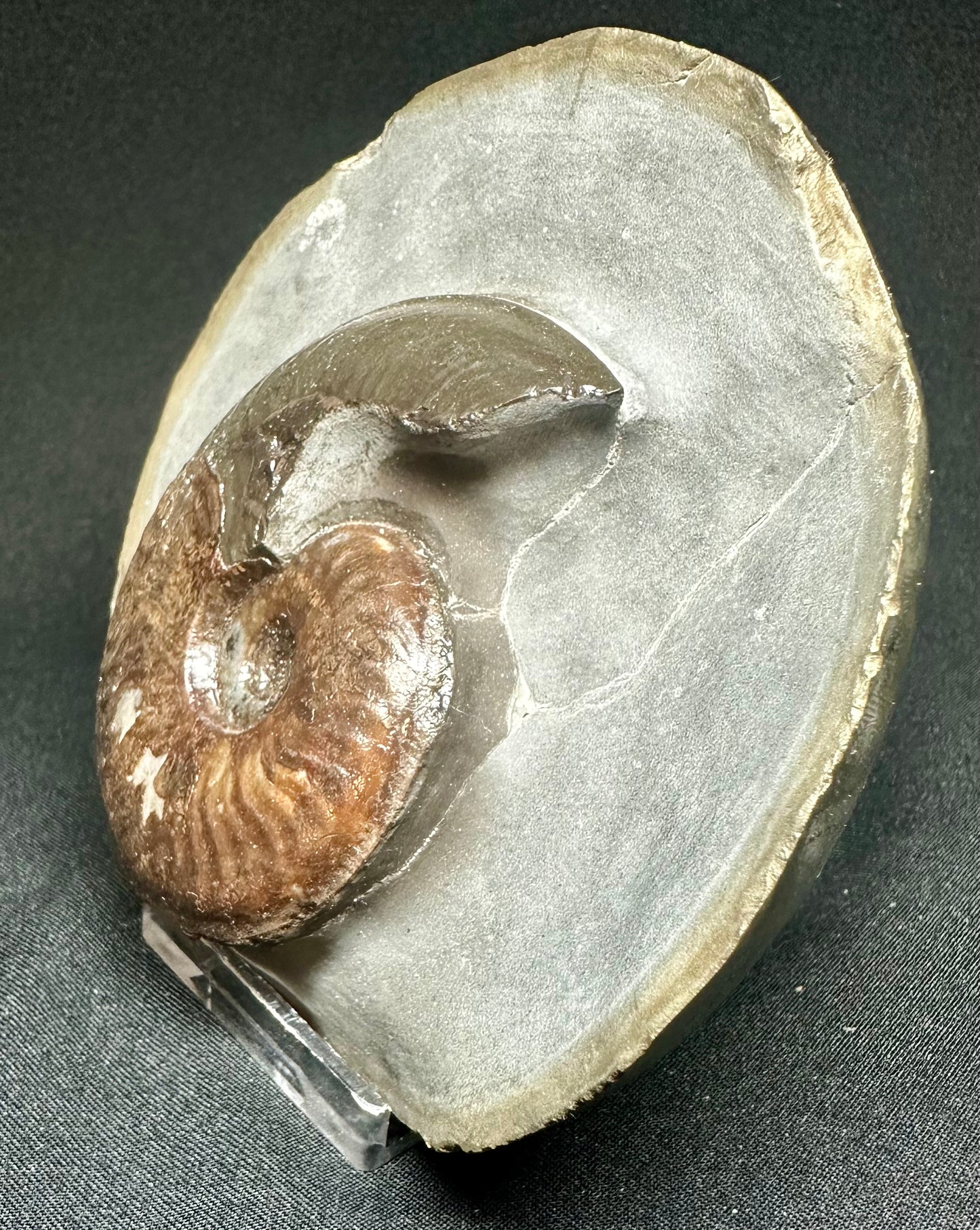 British Lower Jurassic, Upper Lias Ammonite Cluster from Sandsend, Whitby, North Yorkshire, England Eleganticeras elegantulum