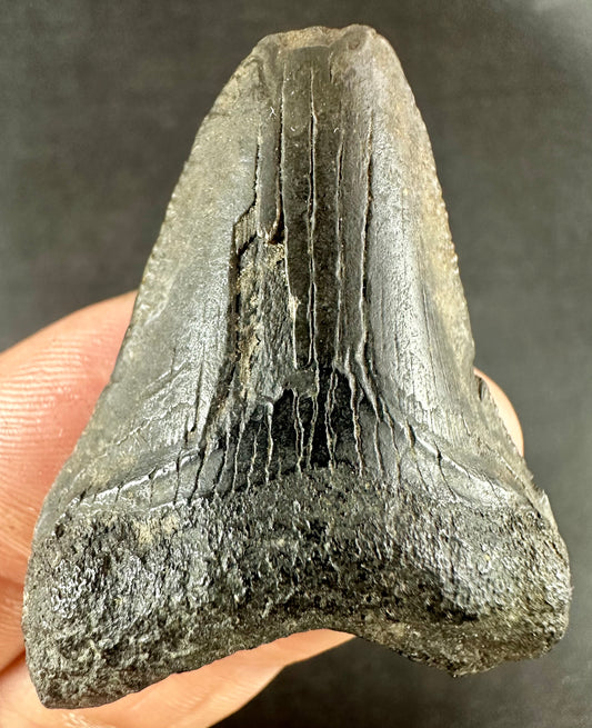 Megalodon Shark Tooth - Miocene - South Carolina - USA