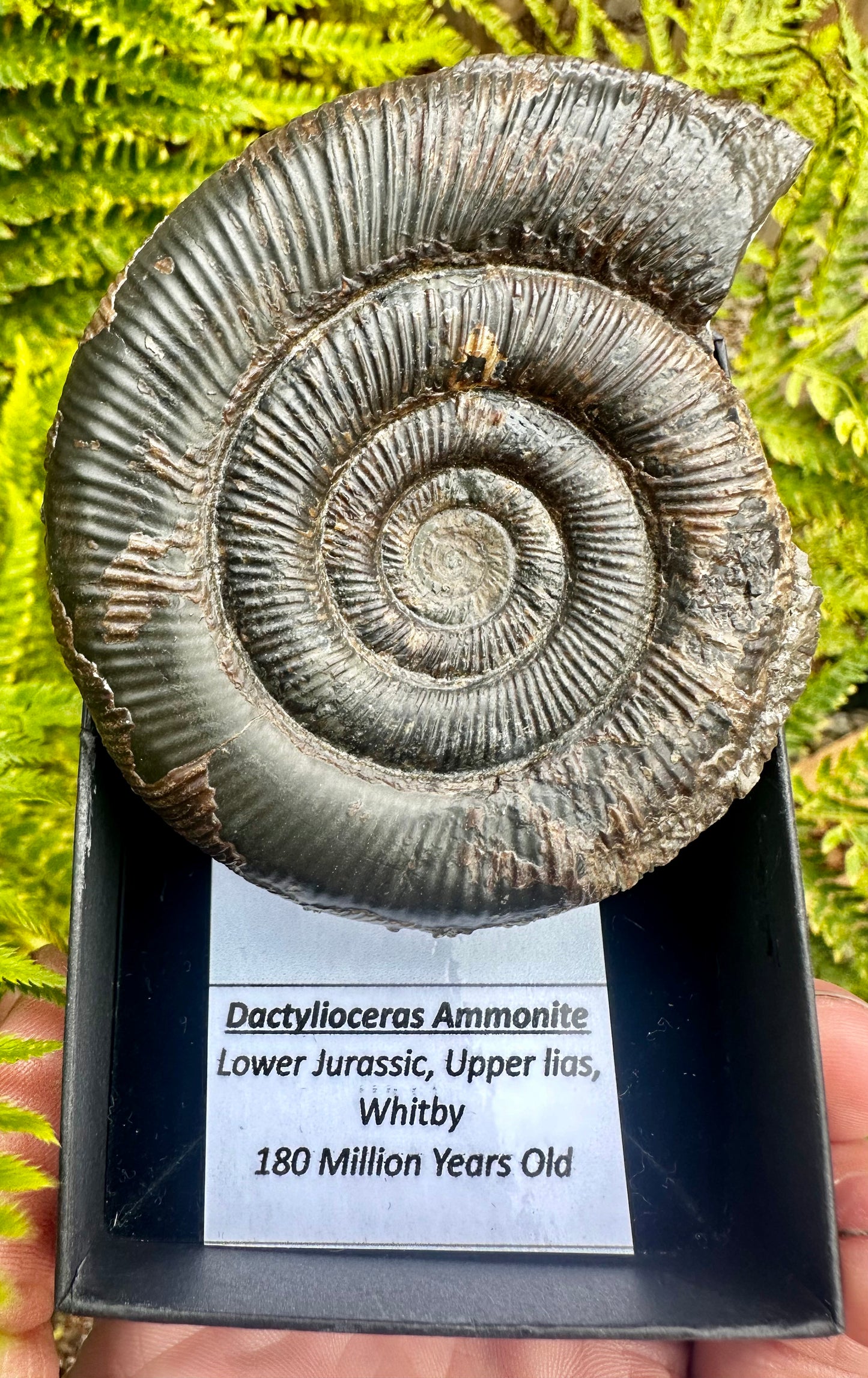 Dactylioceras Ammonite Fossil, Whitby, North Yorkshire Coast, England.