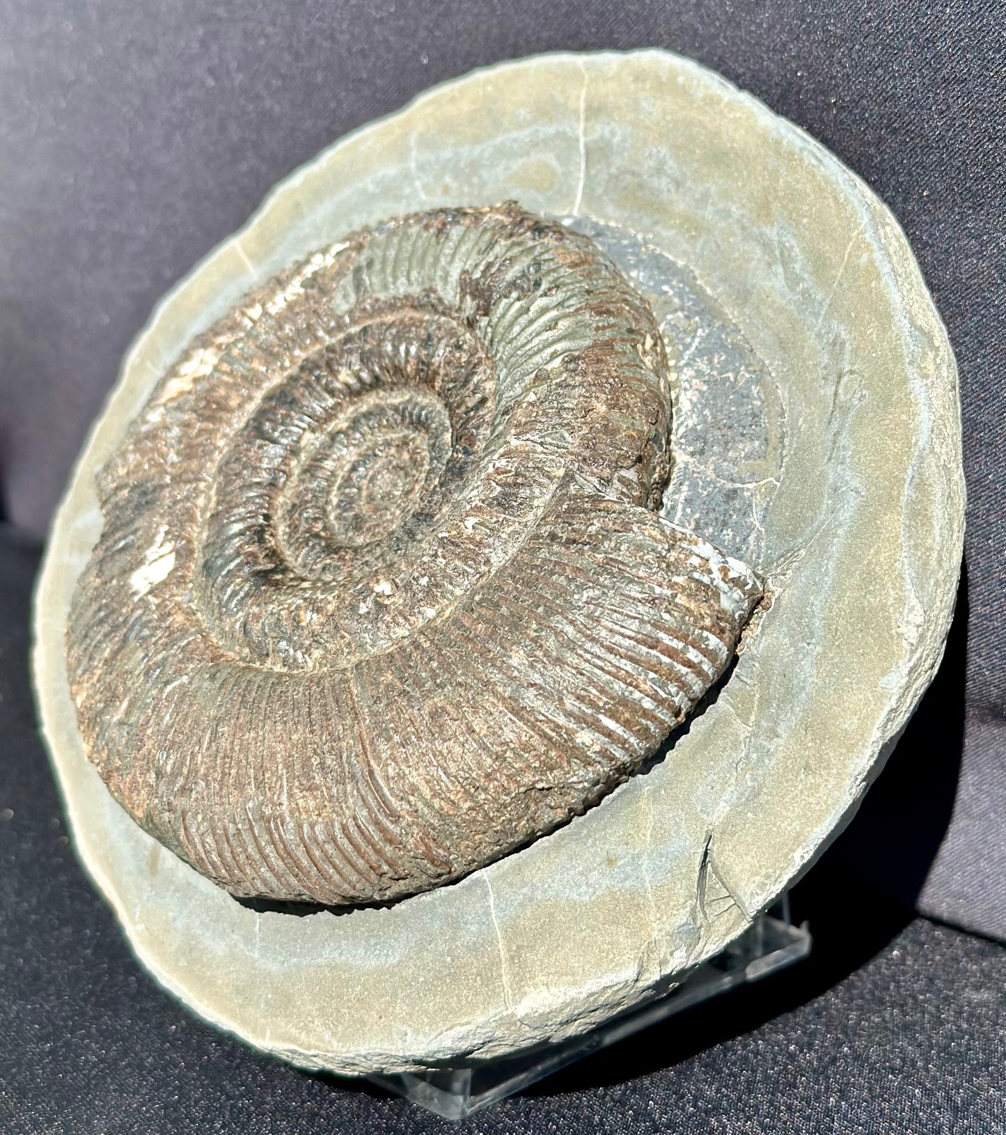 Dactylioceras Semicelatum