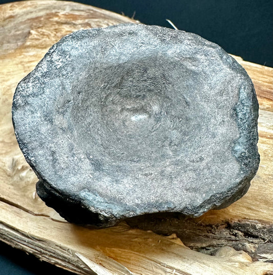 Ichthyosaur Vert