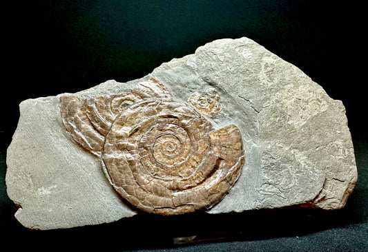 Iridescent Lower Lias, Lower Jurassic Ammonite from North Somerset Psiloceras planorbis