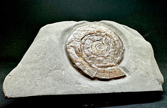 Iridescent Lower Lias, Lower Jurassic Ammonite from North Somerset Psiloceras planorbis