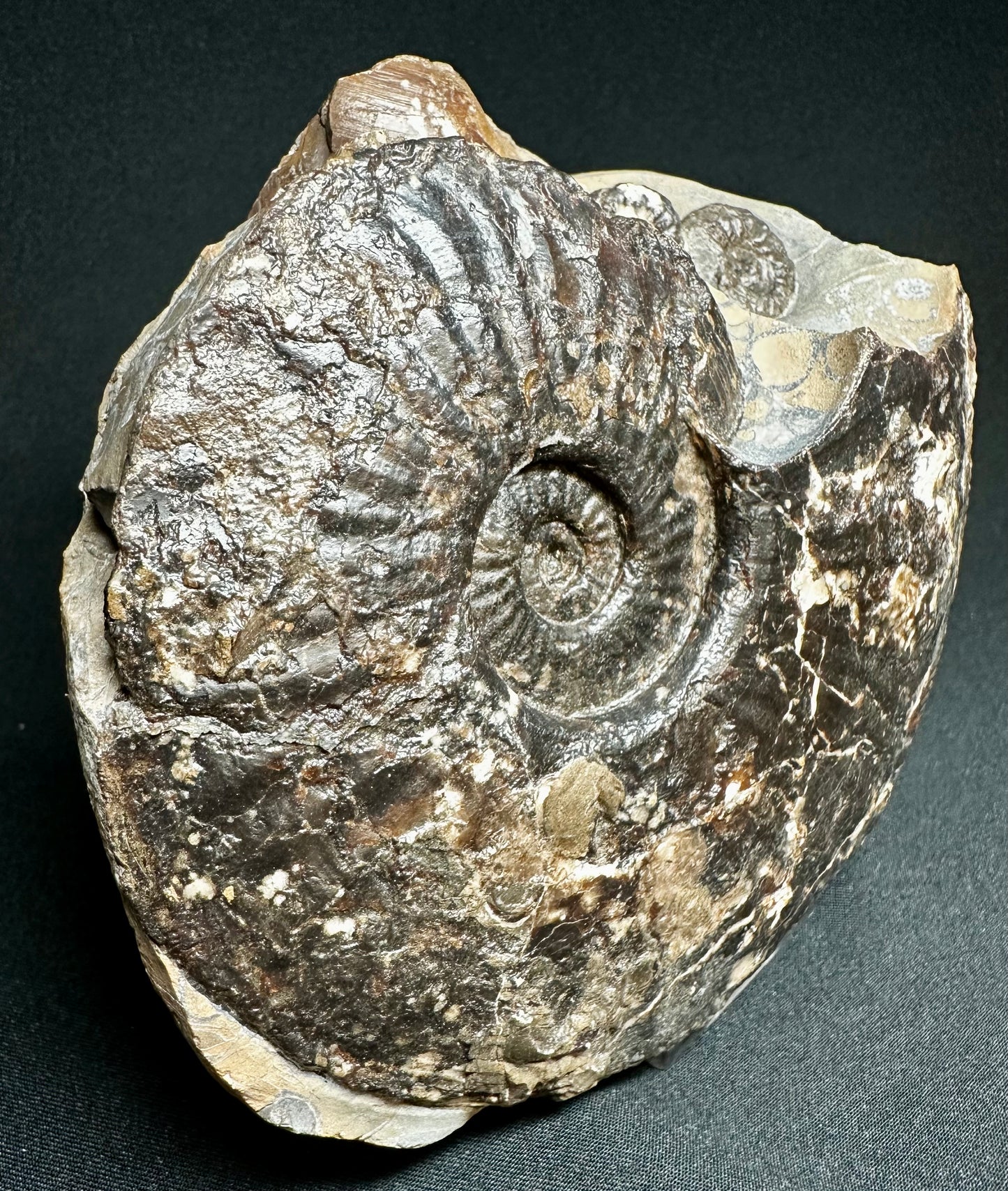 British Lower Jurassic, Middle Lias Ammonite from Skinningrove, North Yorkshire, England.                    Amaltheus stokes