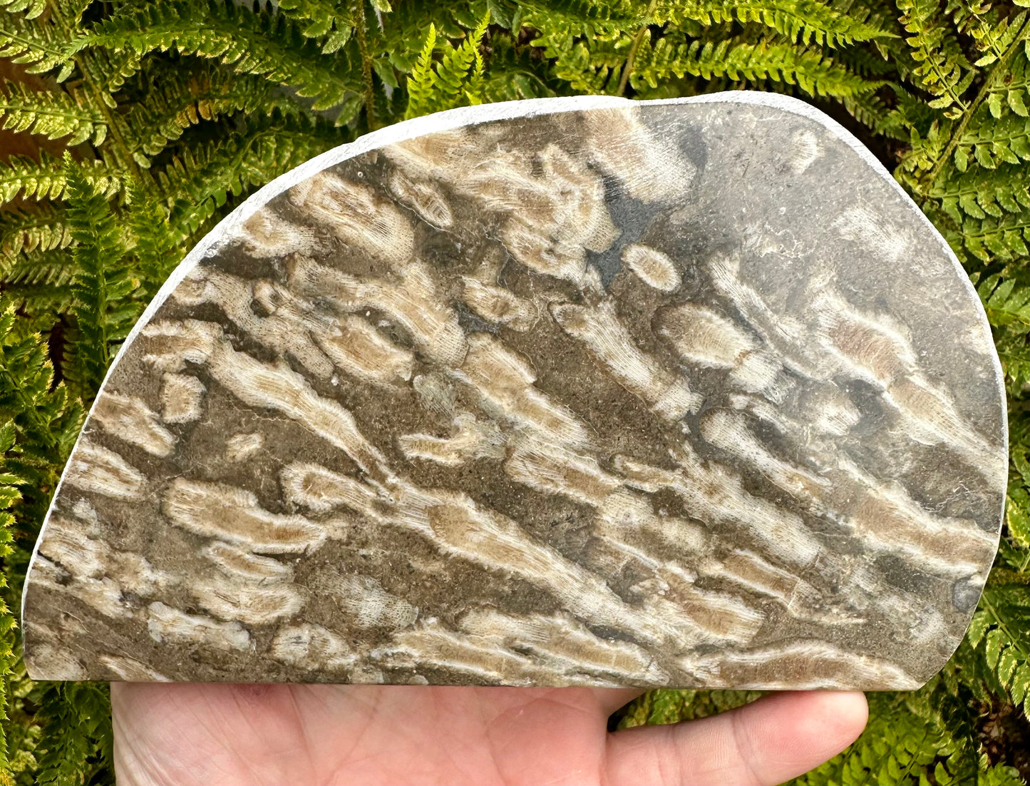 Carboniferous Coral Polished, Mappleton, Holderness Coast, East Yorkshire, England