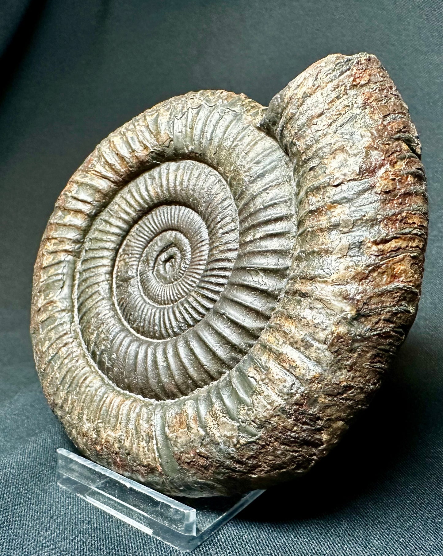 Large Dactylioceras Ammonite Fossil