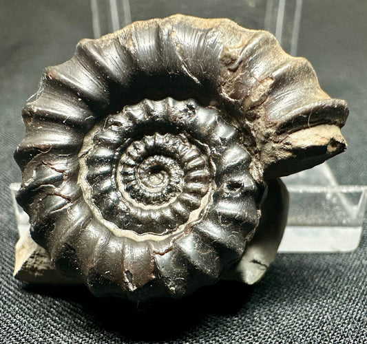 Lower Jurassic, Lower Lias Ammonite from Robin Hoods’s Bay, North Yorkshire, England Gagaticeras gagateum